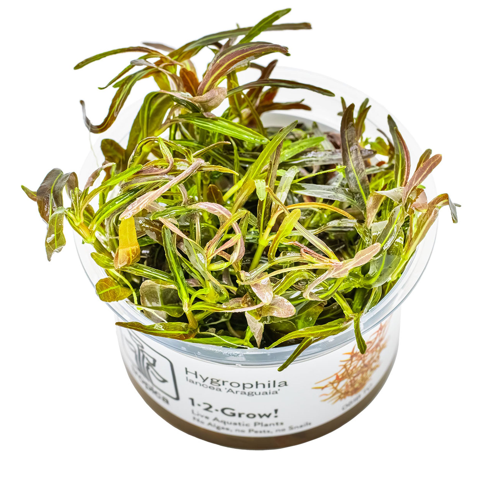 Hygrophila-lancea-Araguaia-Wasserpflanze