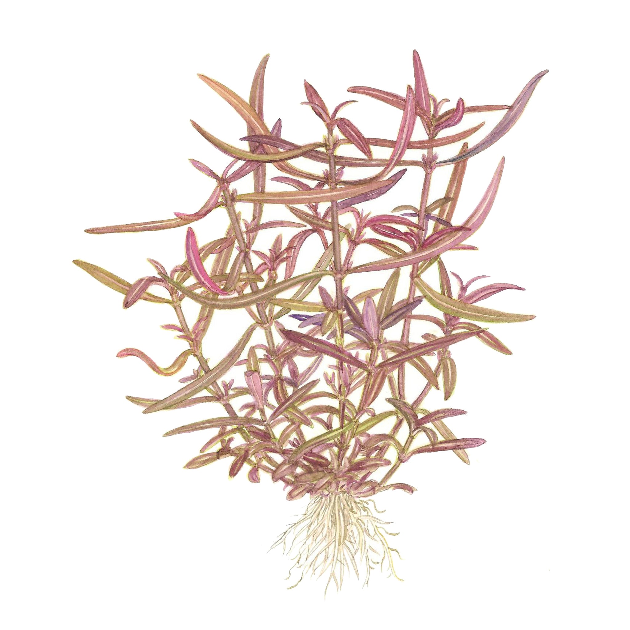 Hygrophila-lancea-Araguaia-Zeichnung