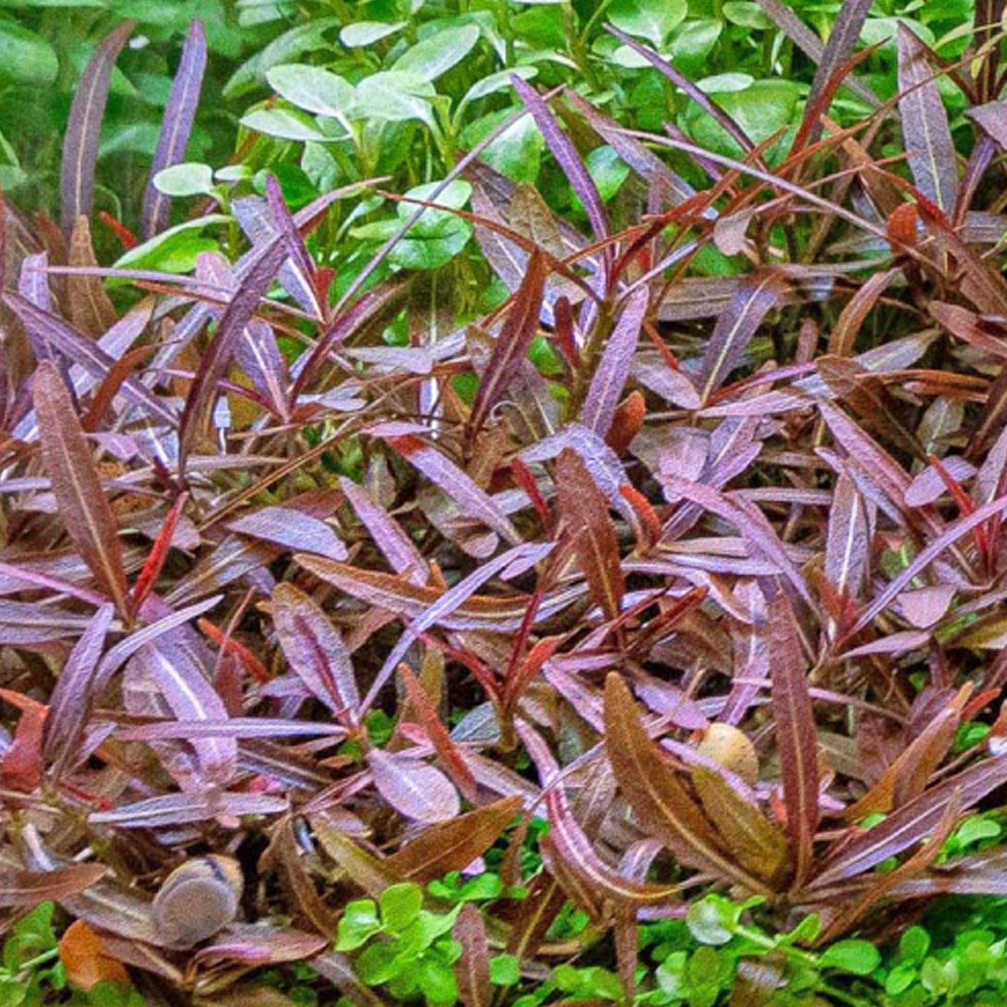 Hygrophila-lancea-Araguaia-im-Aquarium