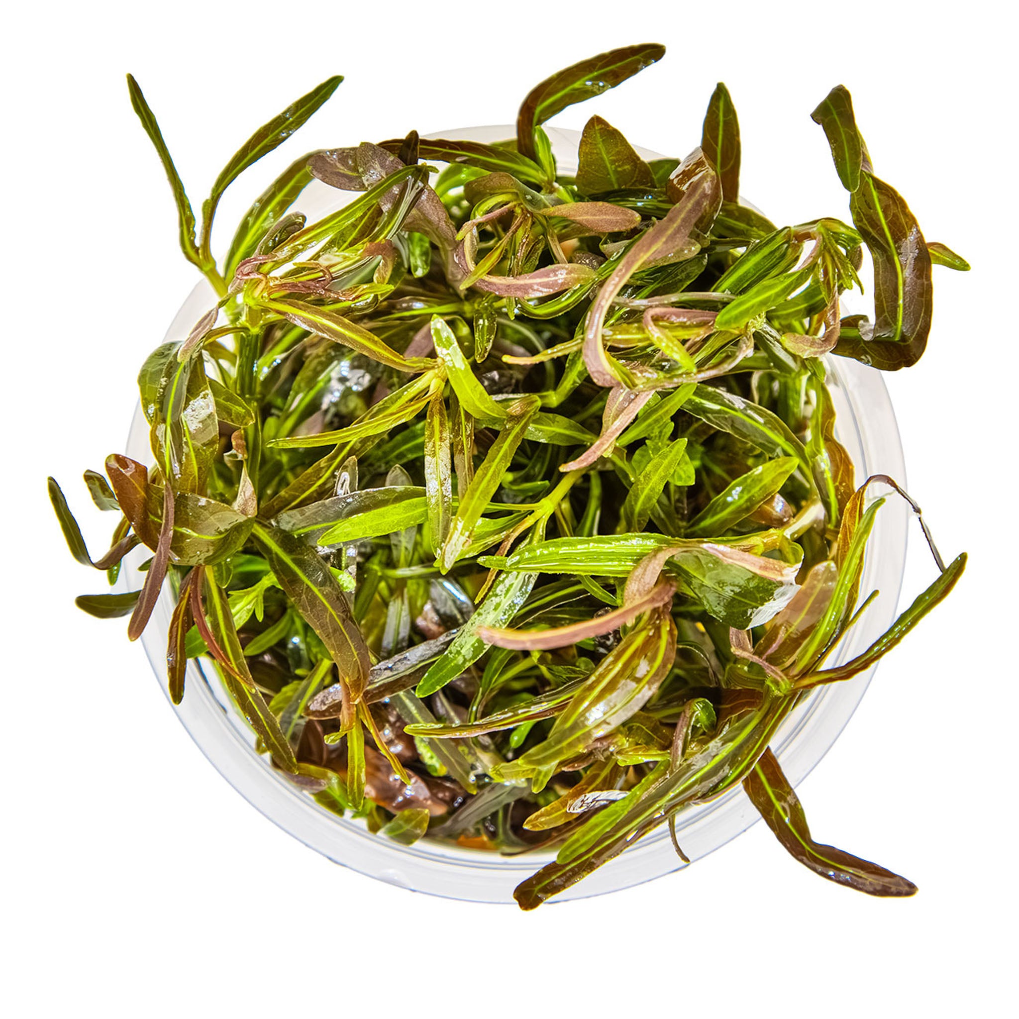Hygrophila-lancea-Araguaia-von-oben