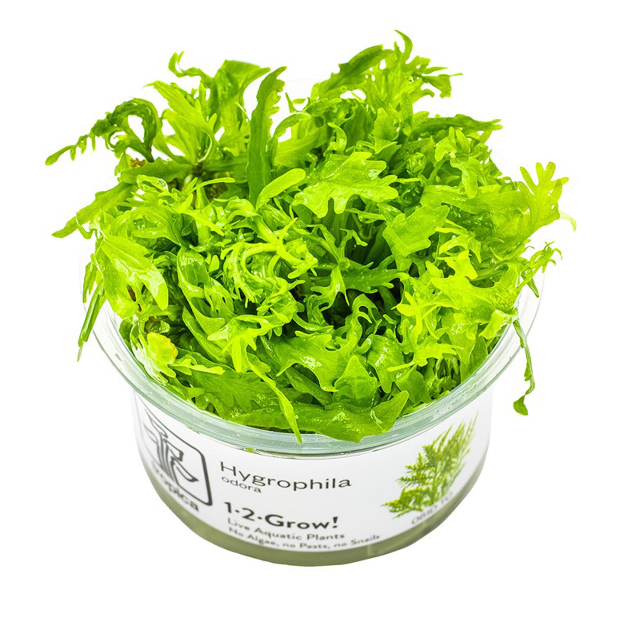 Hygrophila-odora-Wasserpflanze