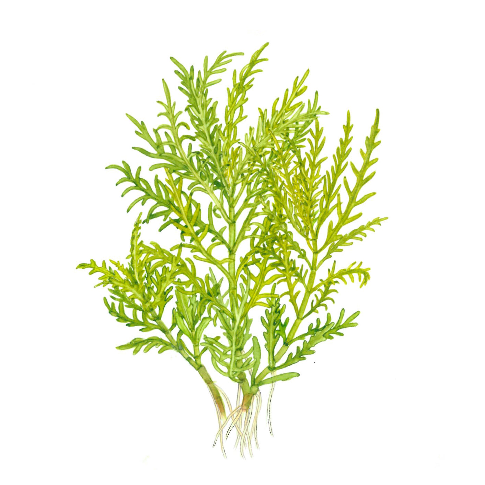 Hygrophila-odora-Zeichnung