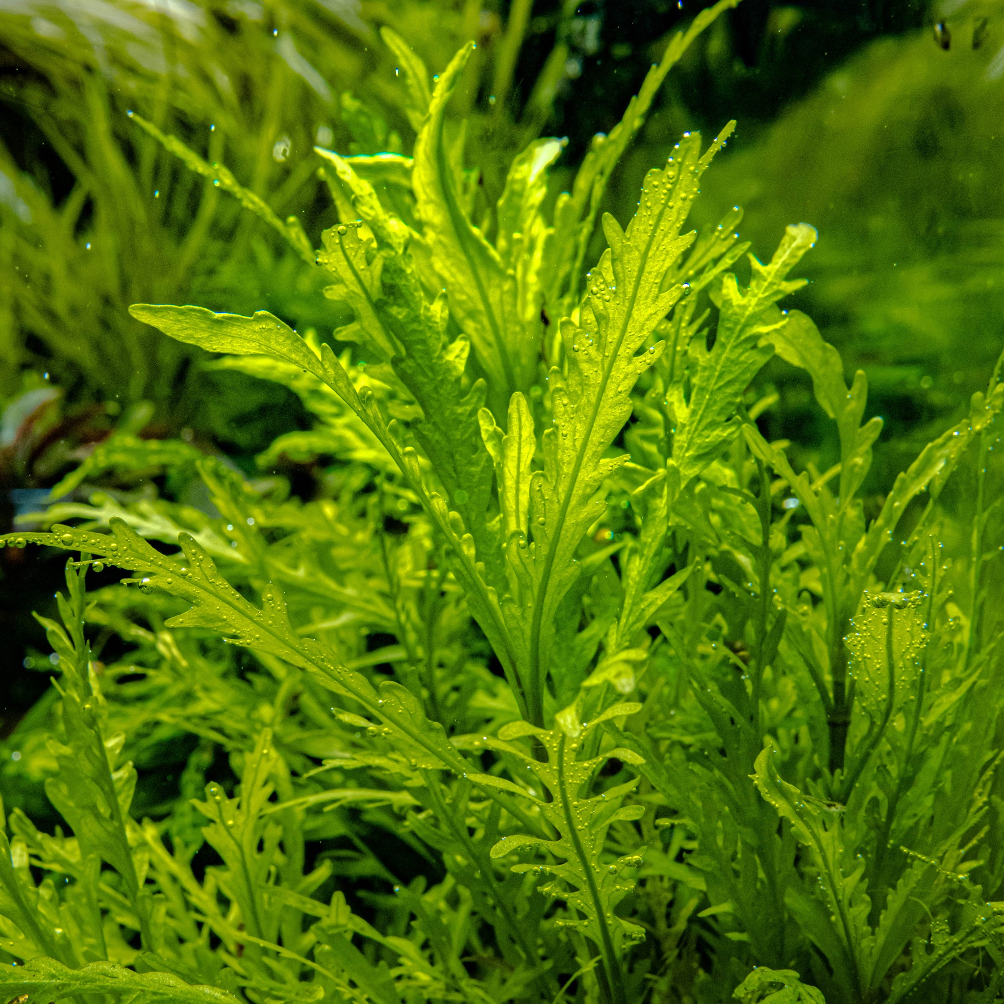 Hygrophila-odora-im-Aquarium