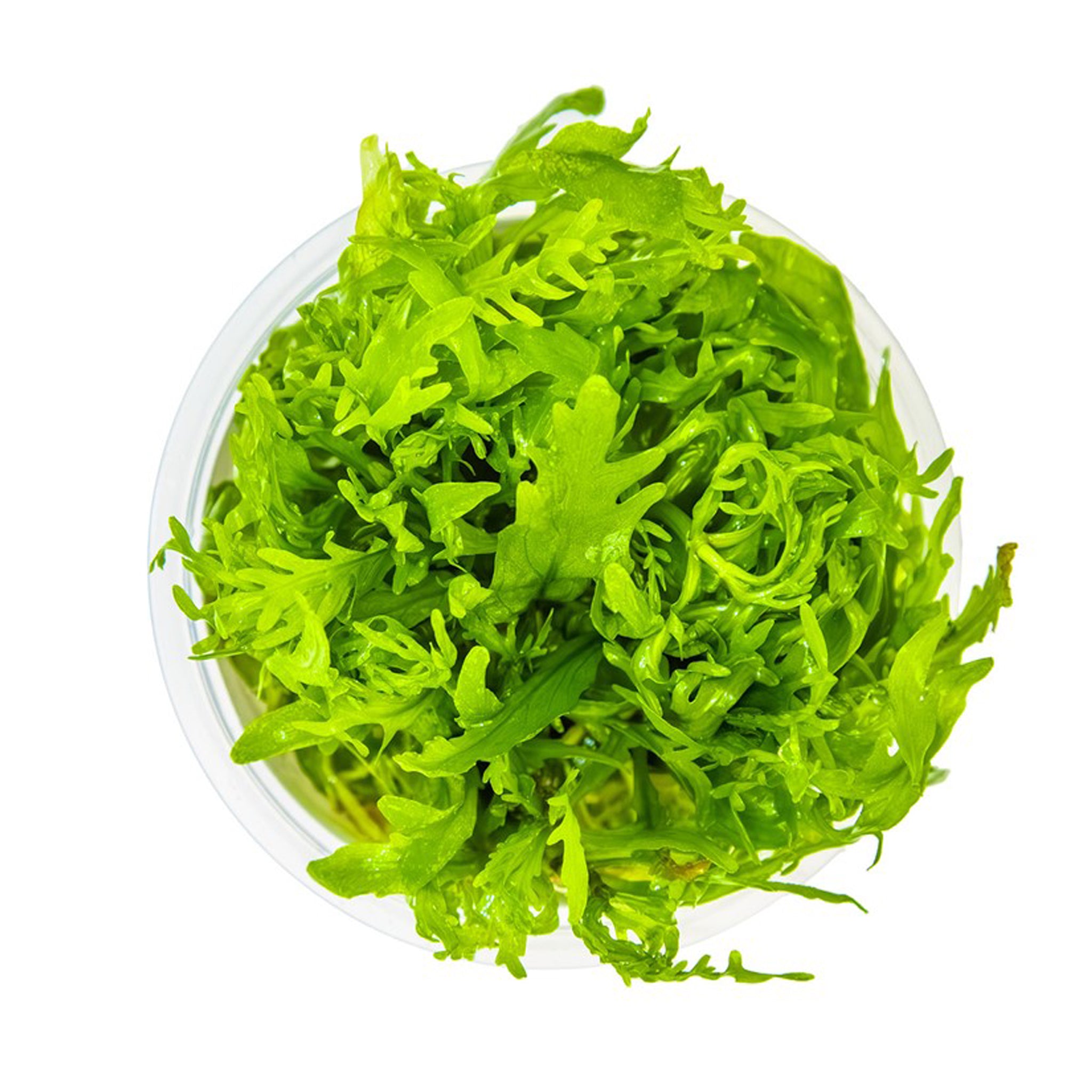 Hygrophila-odora-von-oben
