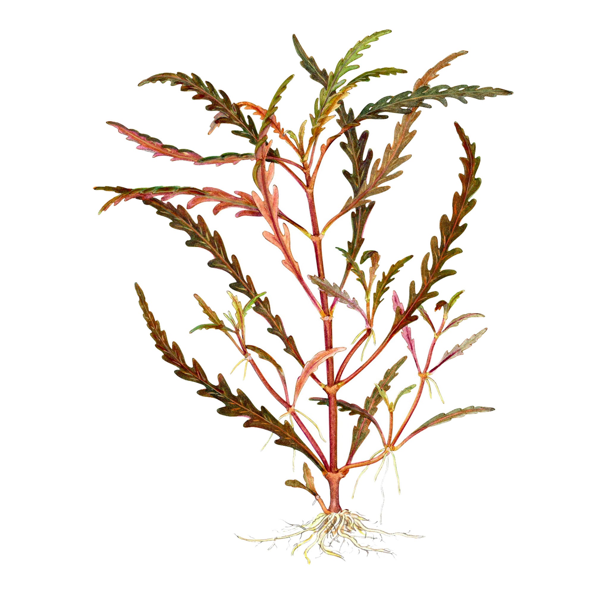 Hygrophila pinnatifida Wasserpflanze