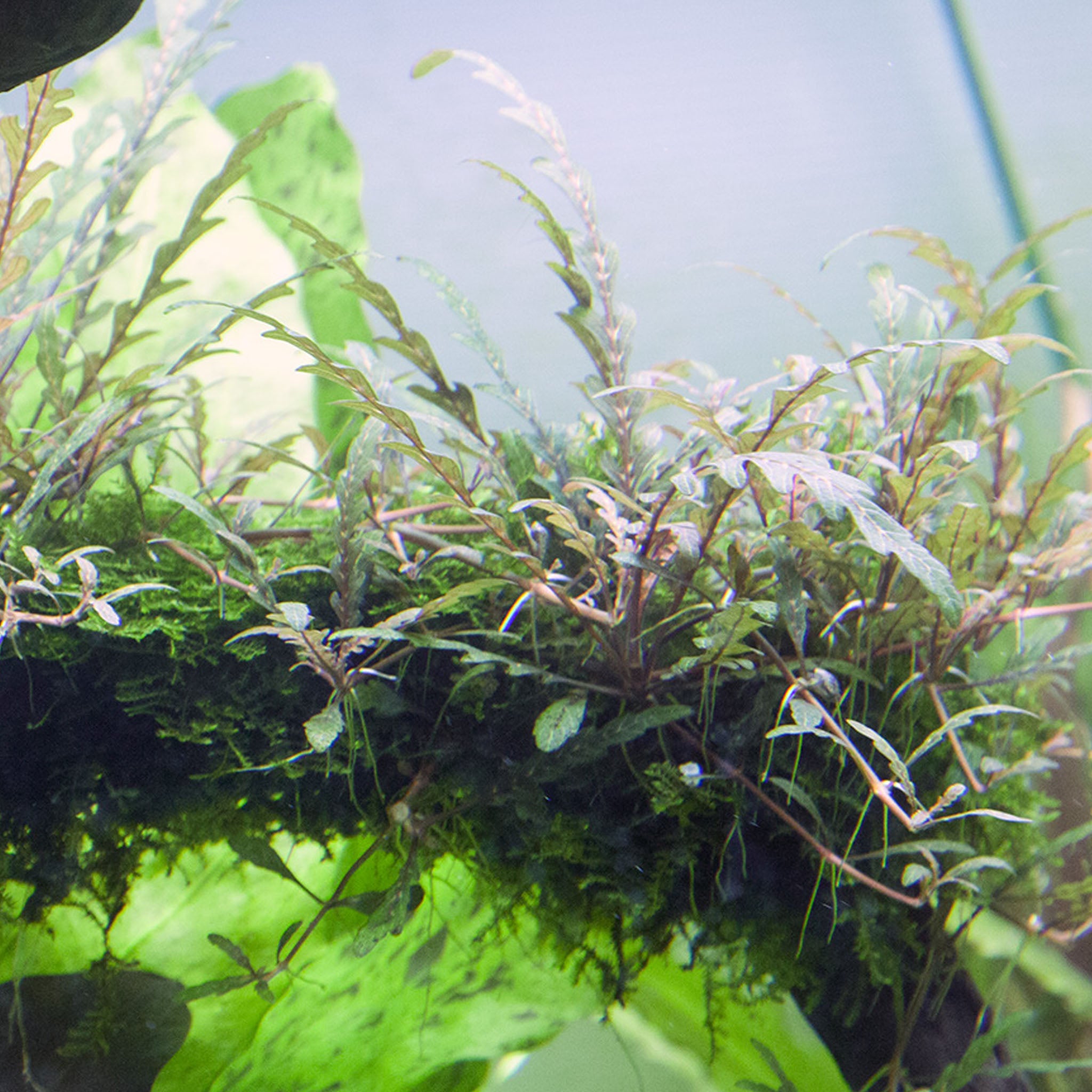Hygrophila pinnatifida Wasserpflanze