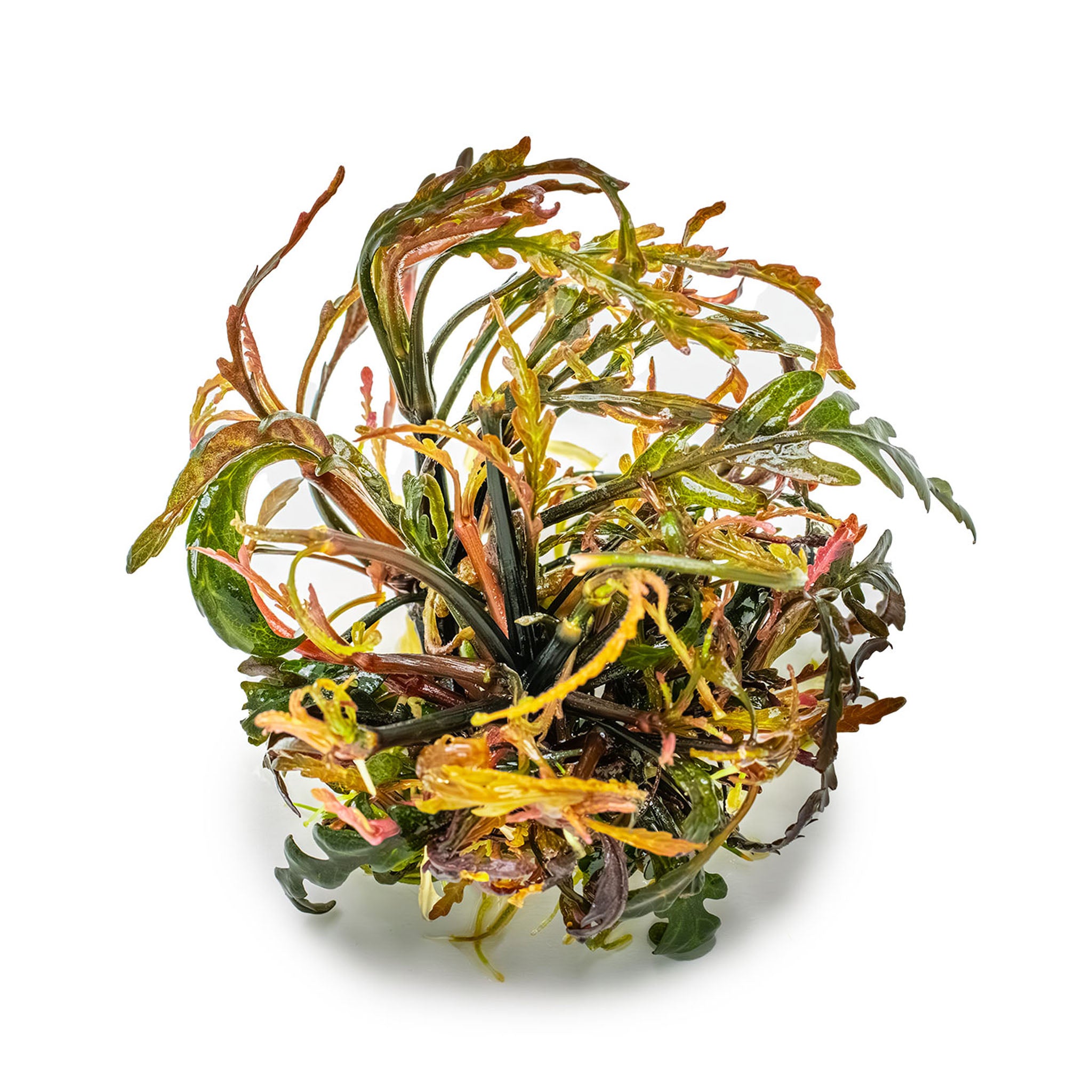 Hygrophila pinnatifida Wasserpflanze