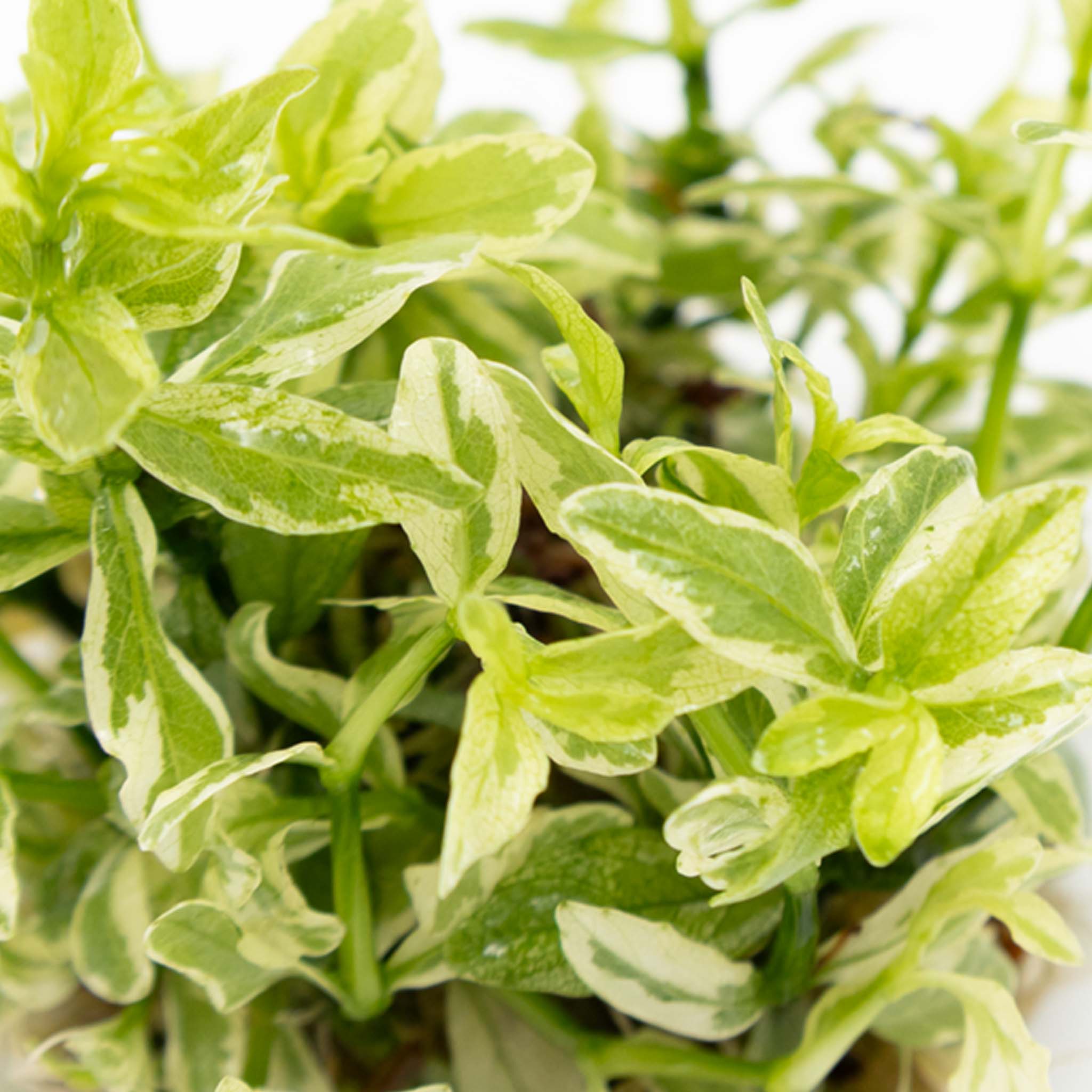 Hygrophila polysperma 'White' Wasserpflanze