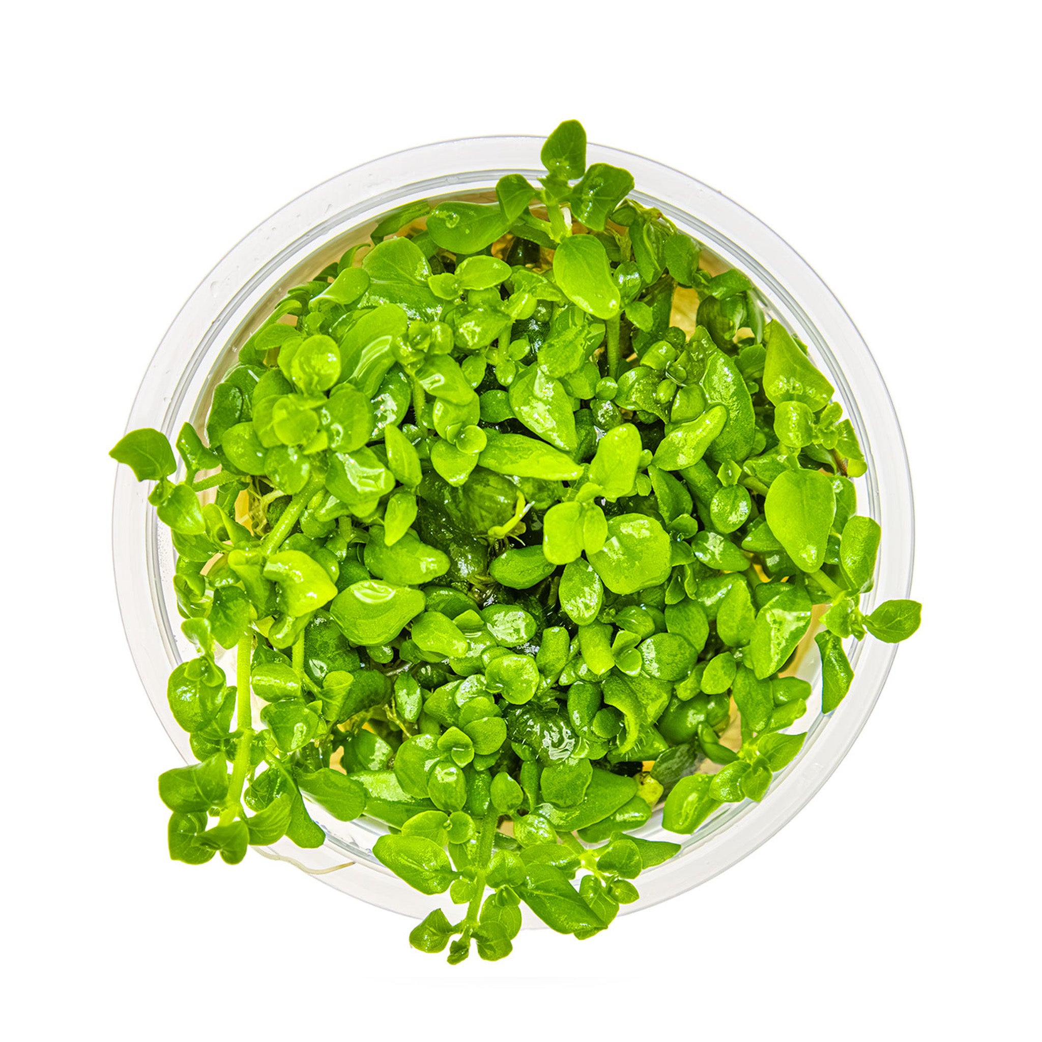 Hygrophila-serpyllum-von-oben