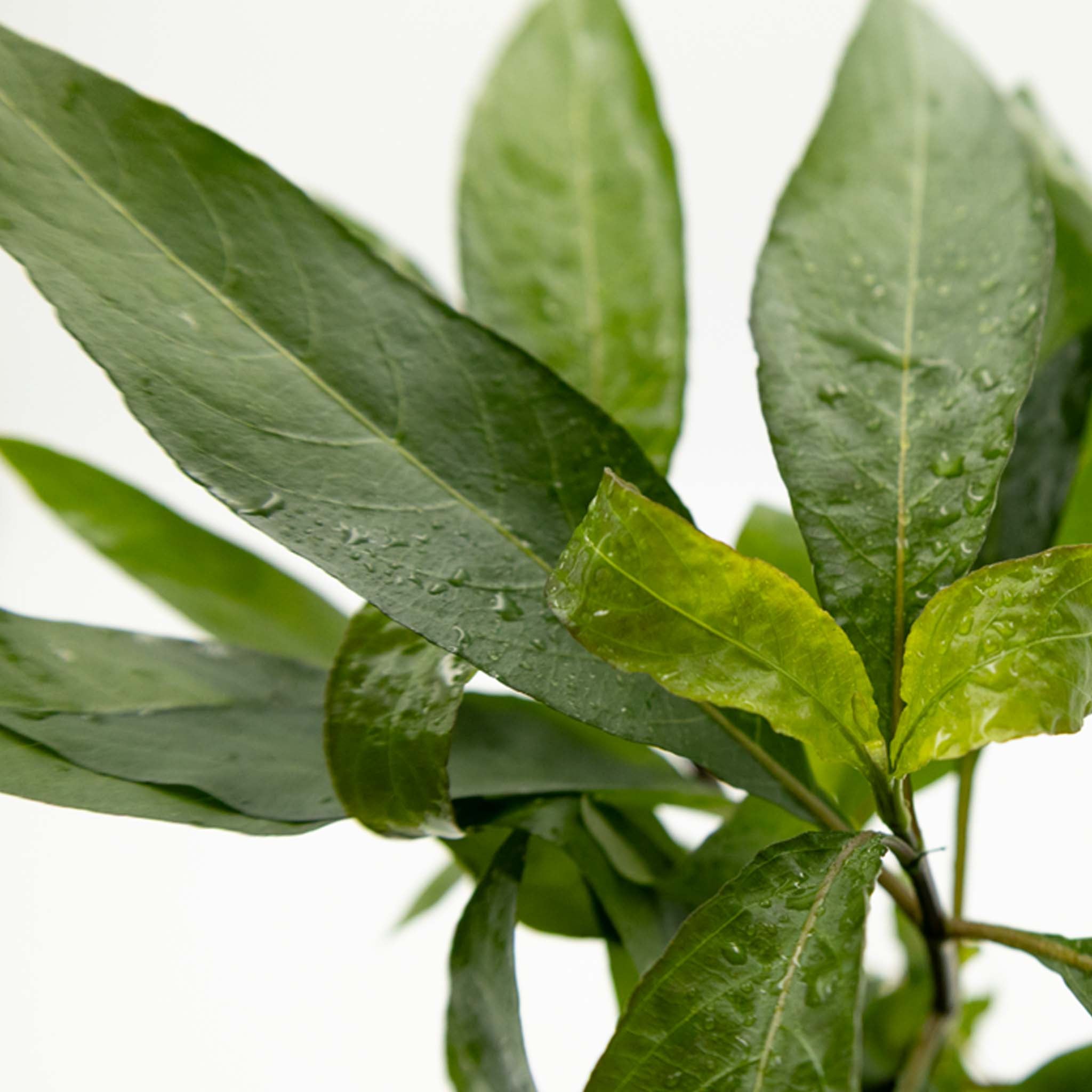 Hygrophila corymbosa 'Stricta' Clip
