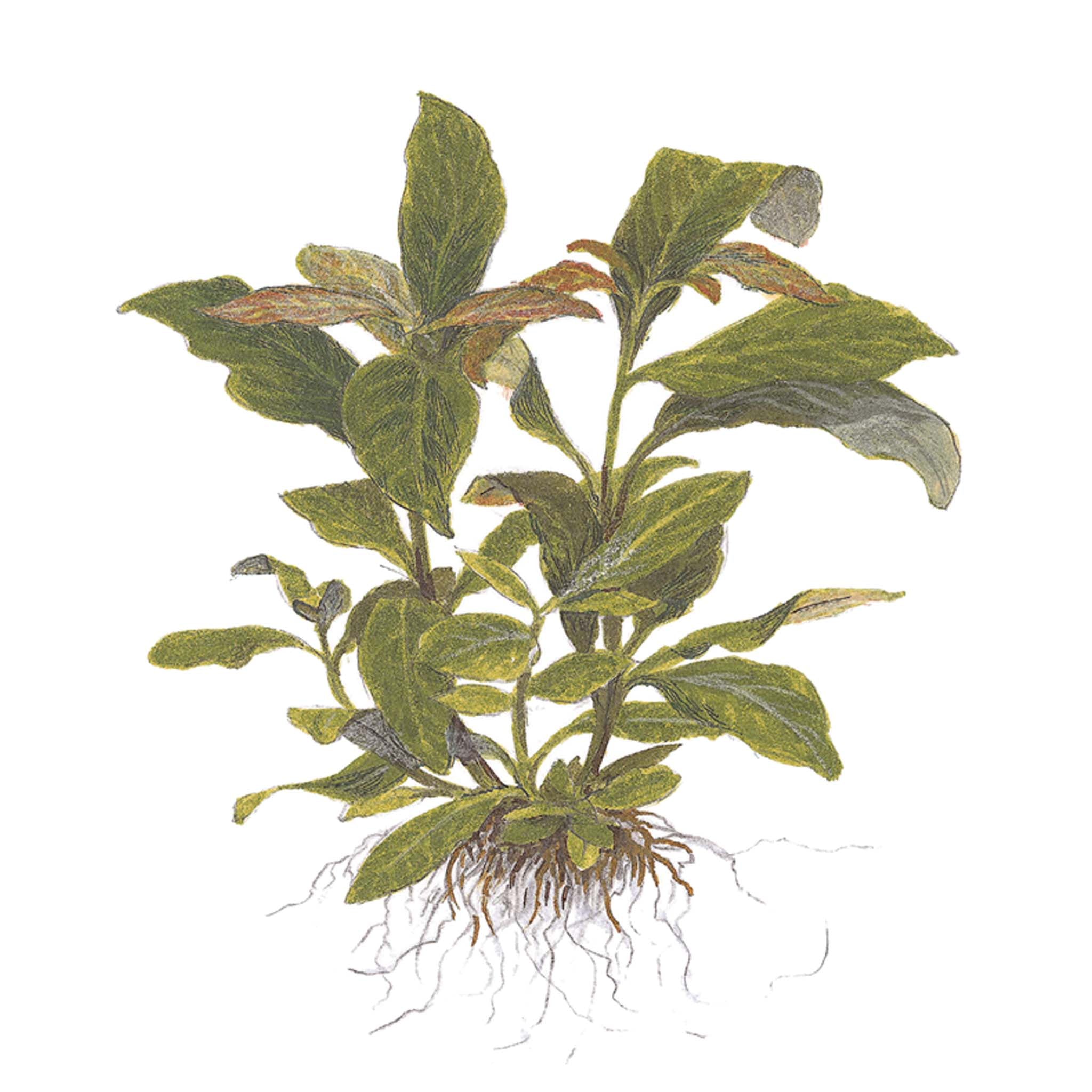 Hygrophila corymbosa 'Stricta' Clip