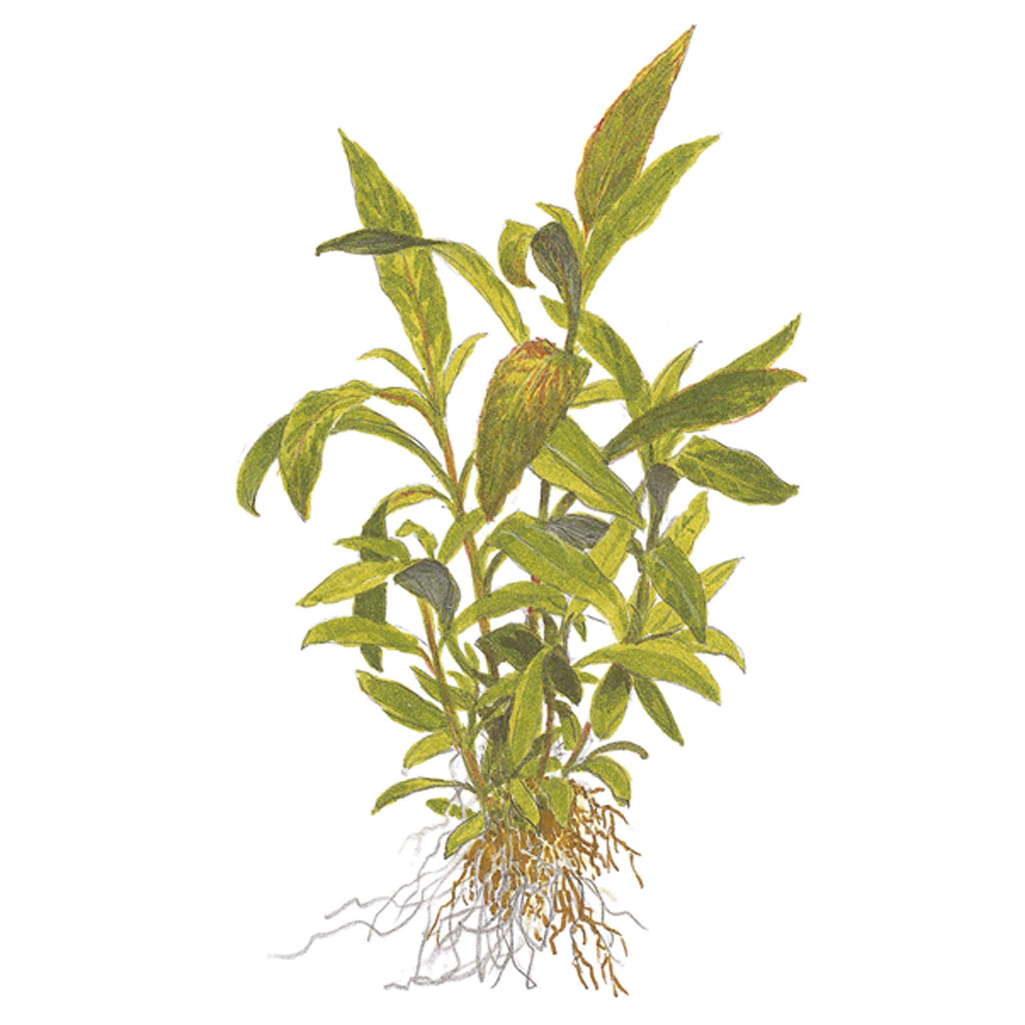 Hygrophila corymbosa 'Siamensis 53B' Clip