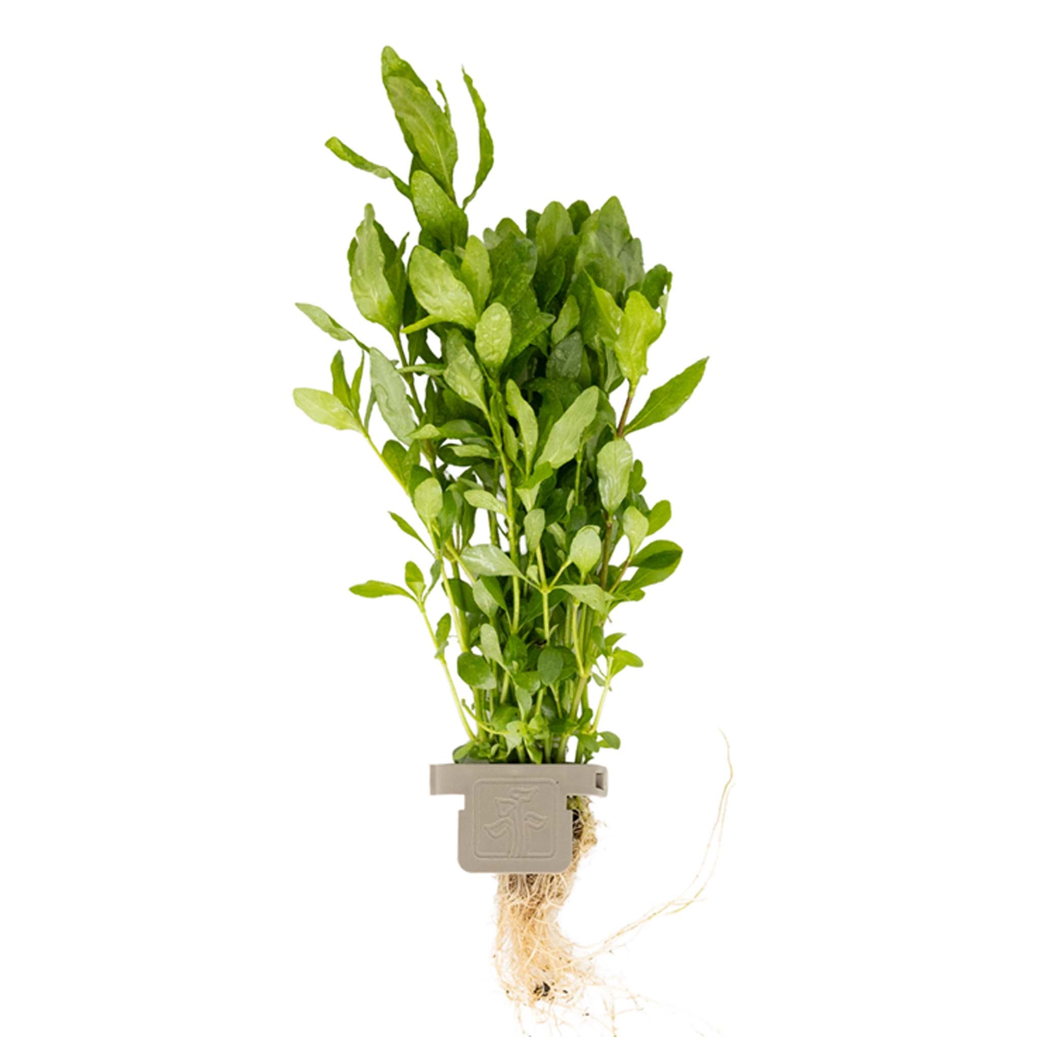Hygrophila polysperma Clip