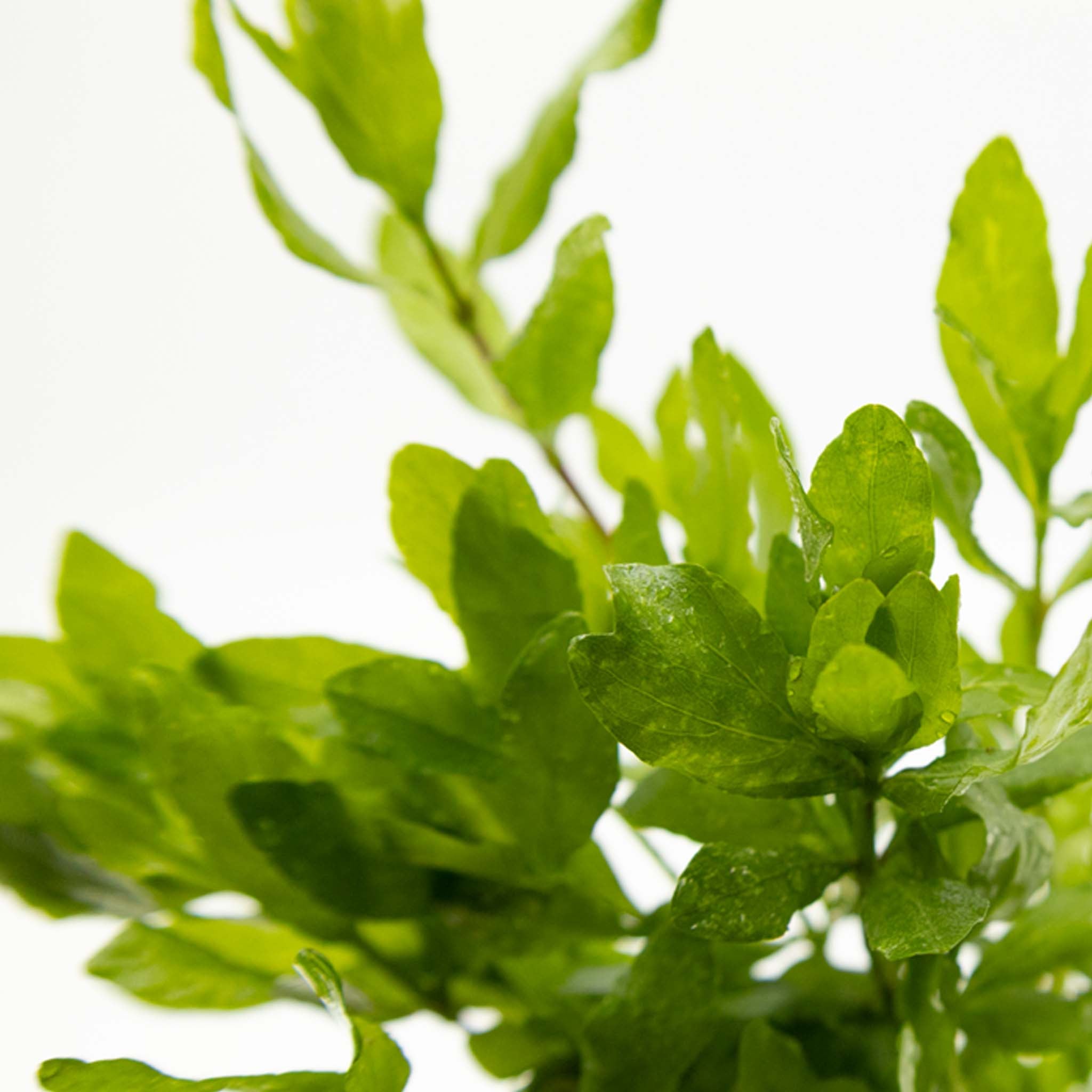 Hygrophila polysperma Clip
