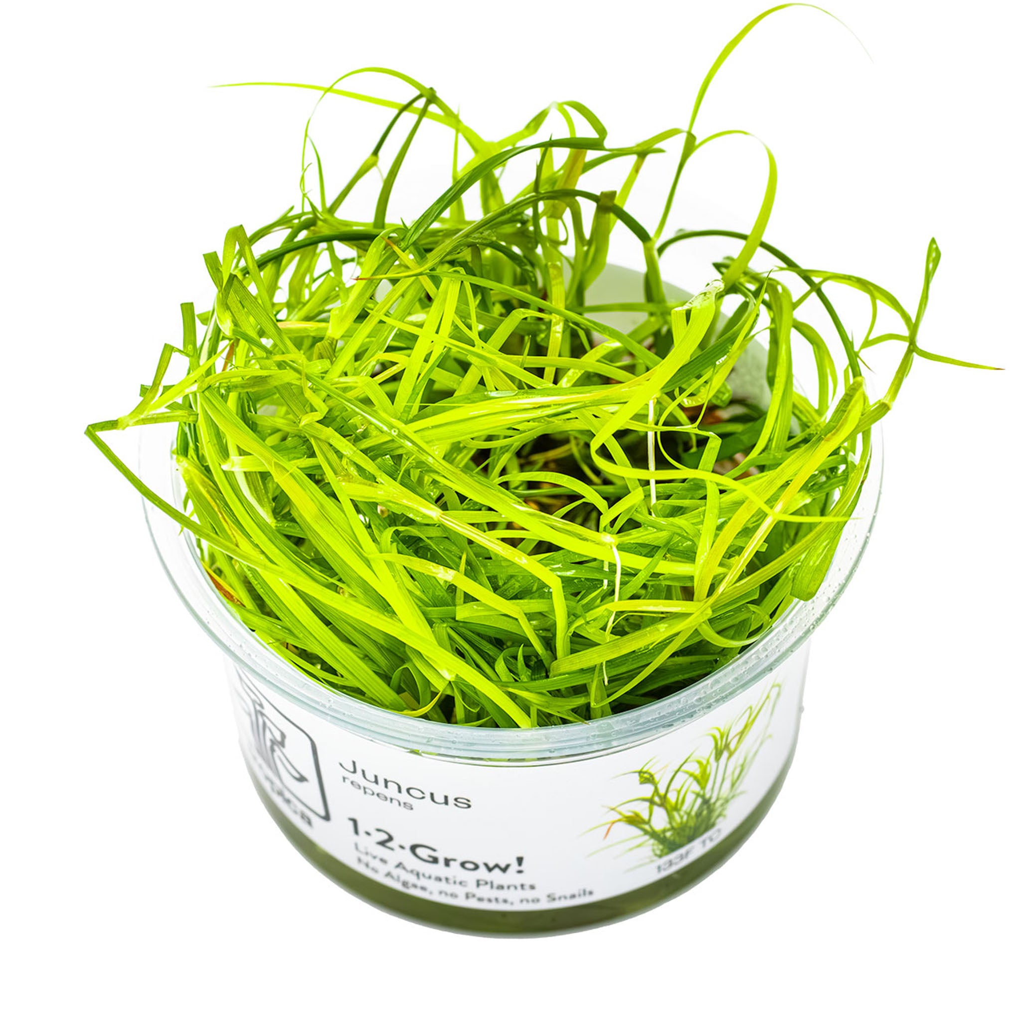 Juncus-repens-Wasserpflanze