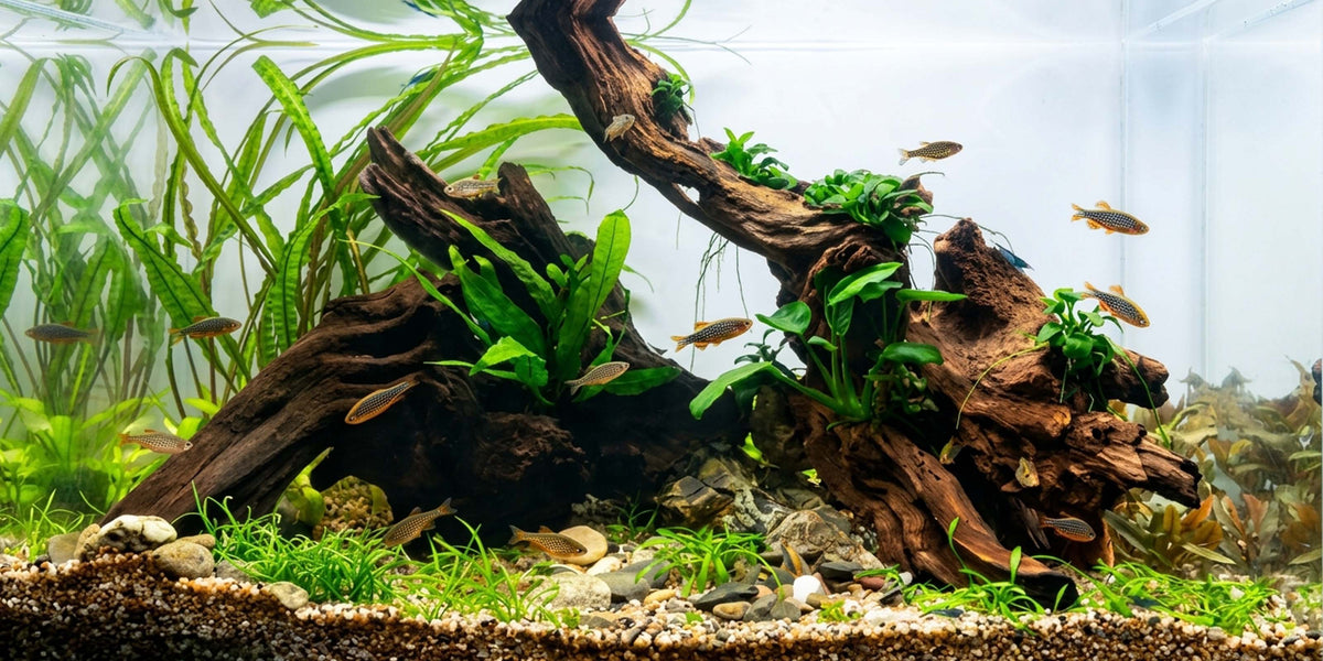 Neonsalmler-Schwarm im bepflanzten Naturaquarium
