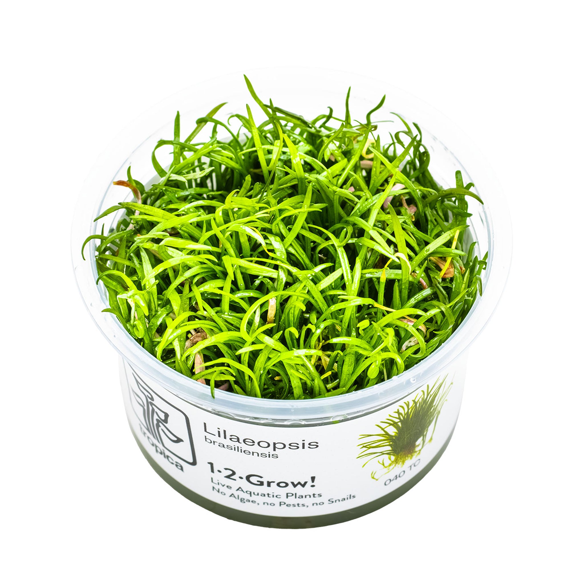 Lilaeopsis-brasiliensis-Wasserpflanze