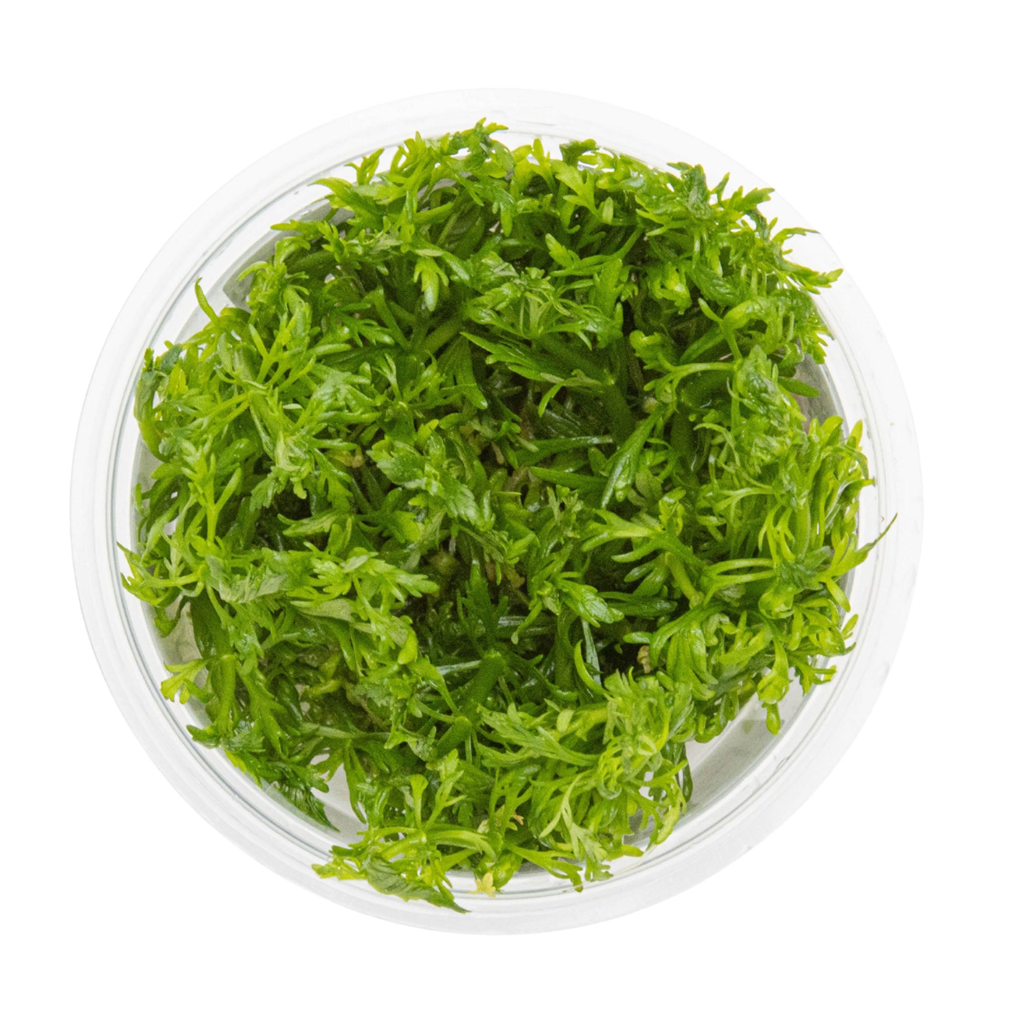 Limnophila-aquatica-von-oben