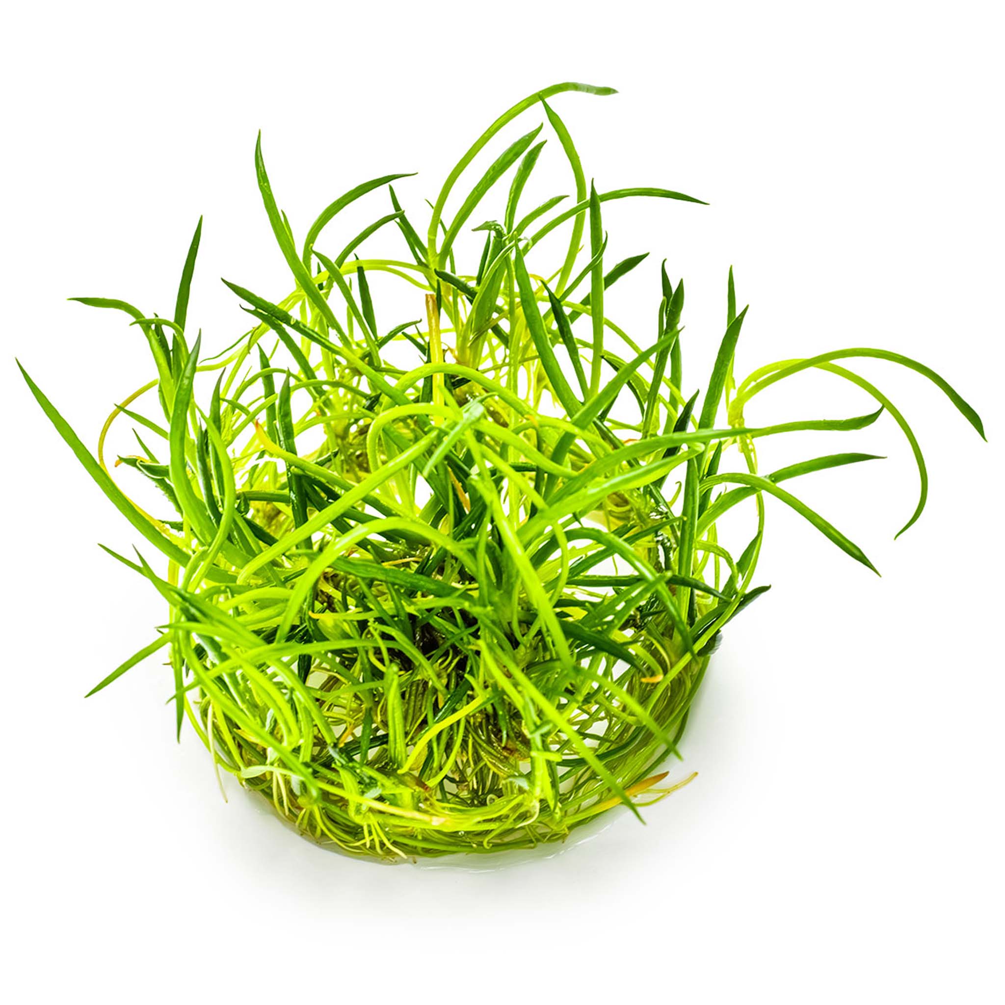 Littorella uniflora Wasserpflanze