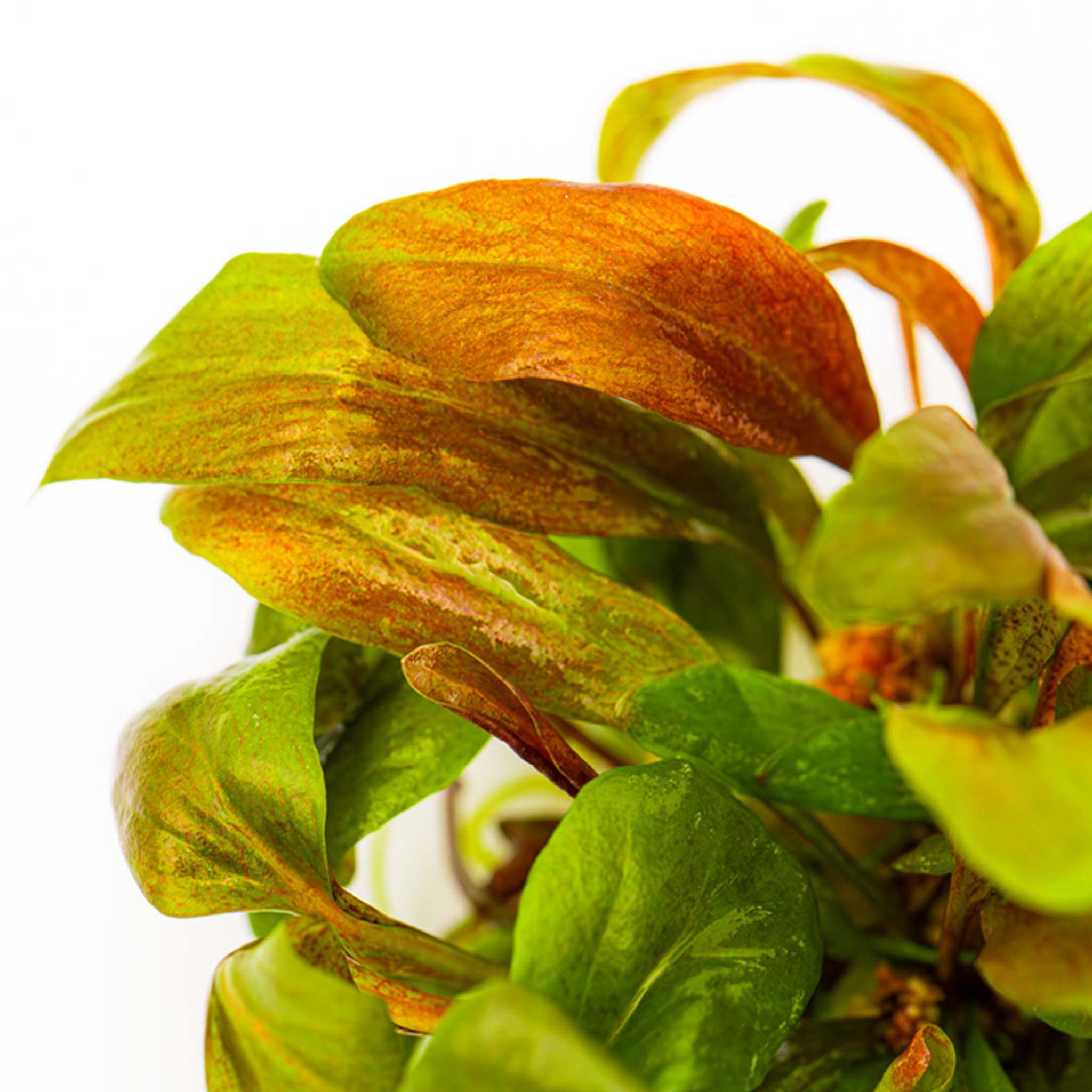Lysimachia parvifolia ‘Red’ Wasserpflanze