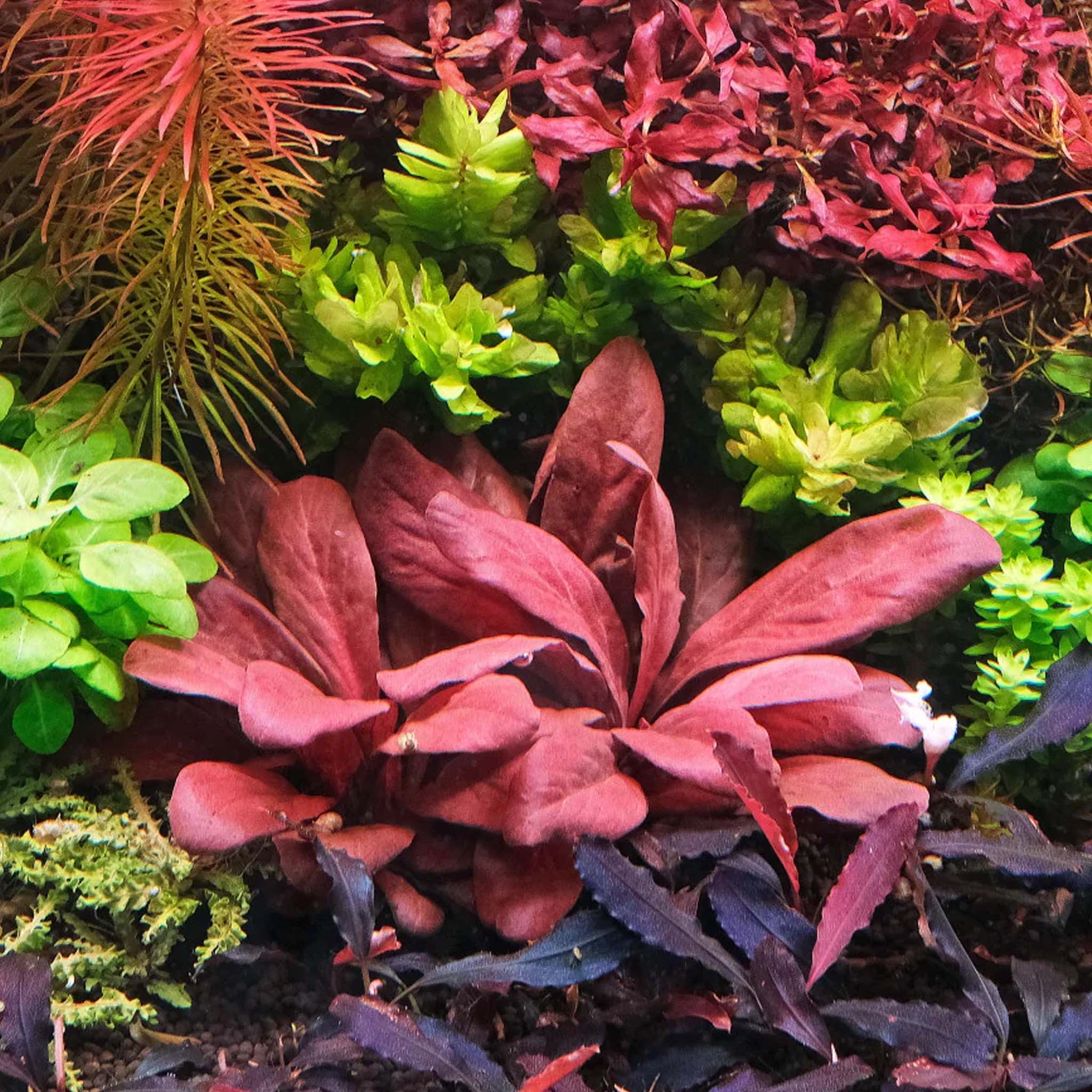 Lysimachia parvifolia ‘Red’ Wasserpflanze