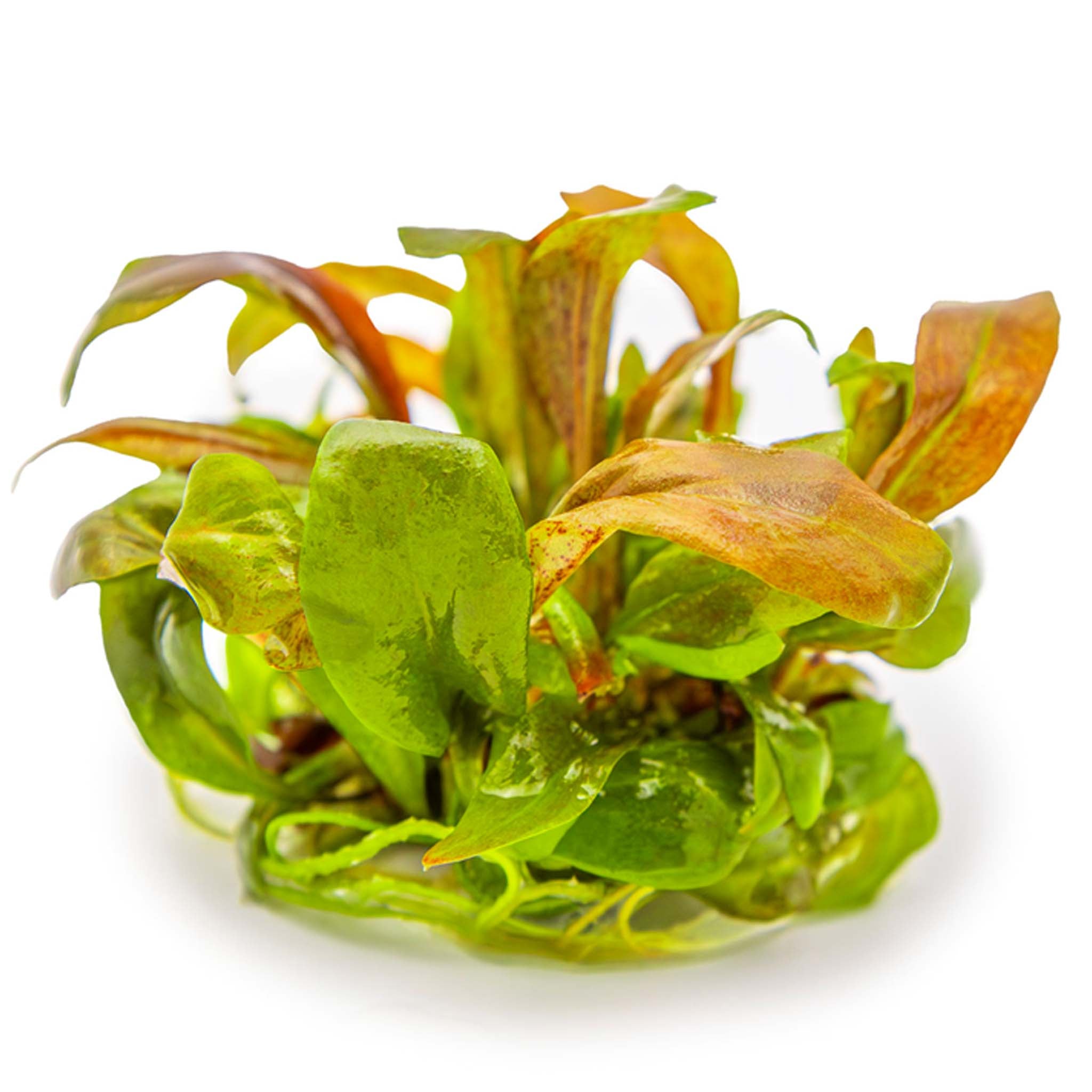 Lysimachia parvifolia ‘Red’ Wasserpflanze