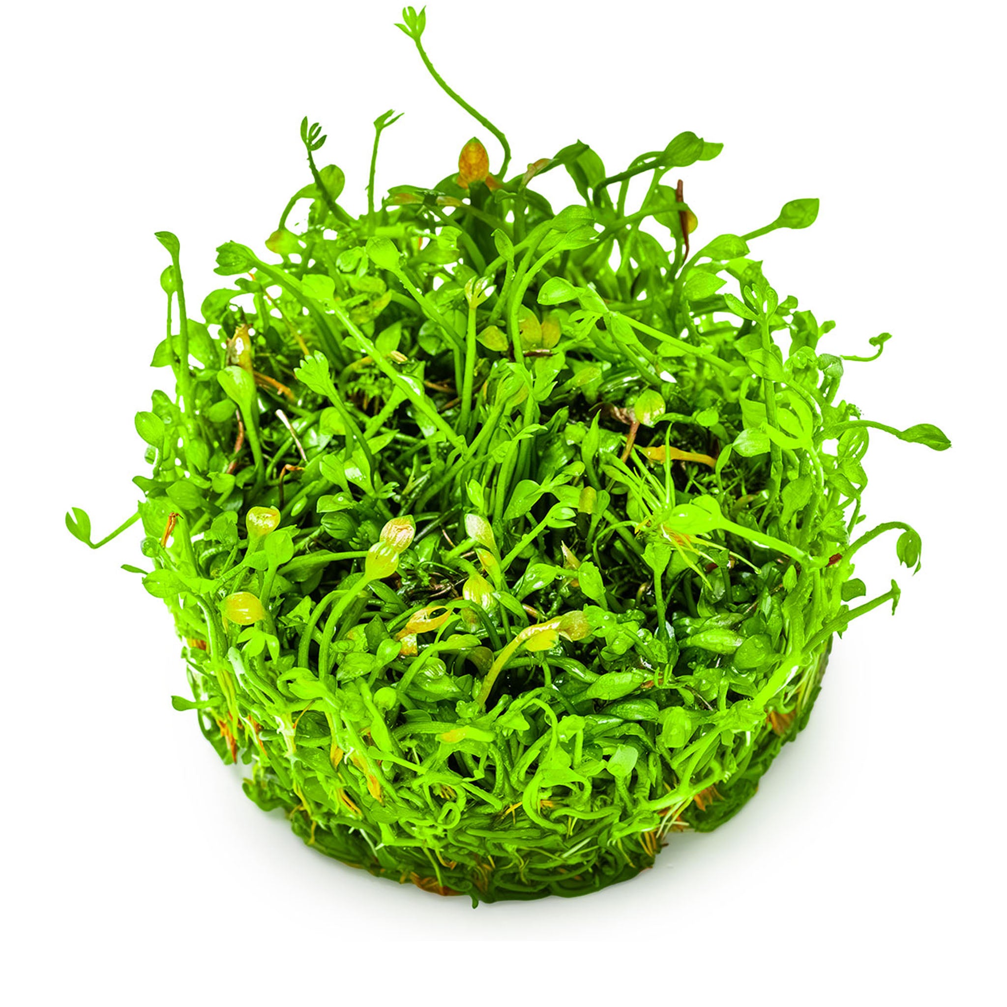 Marsilea_minuta_ohne_Topf
