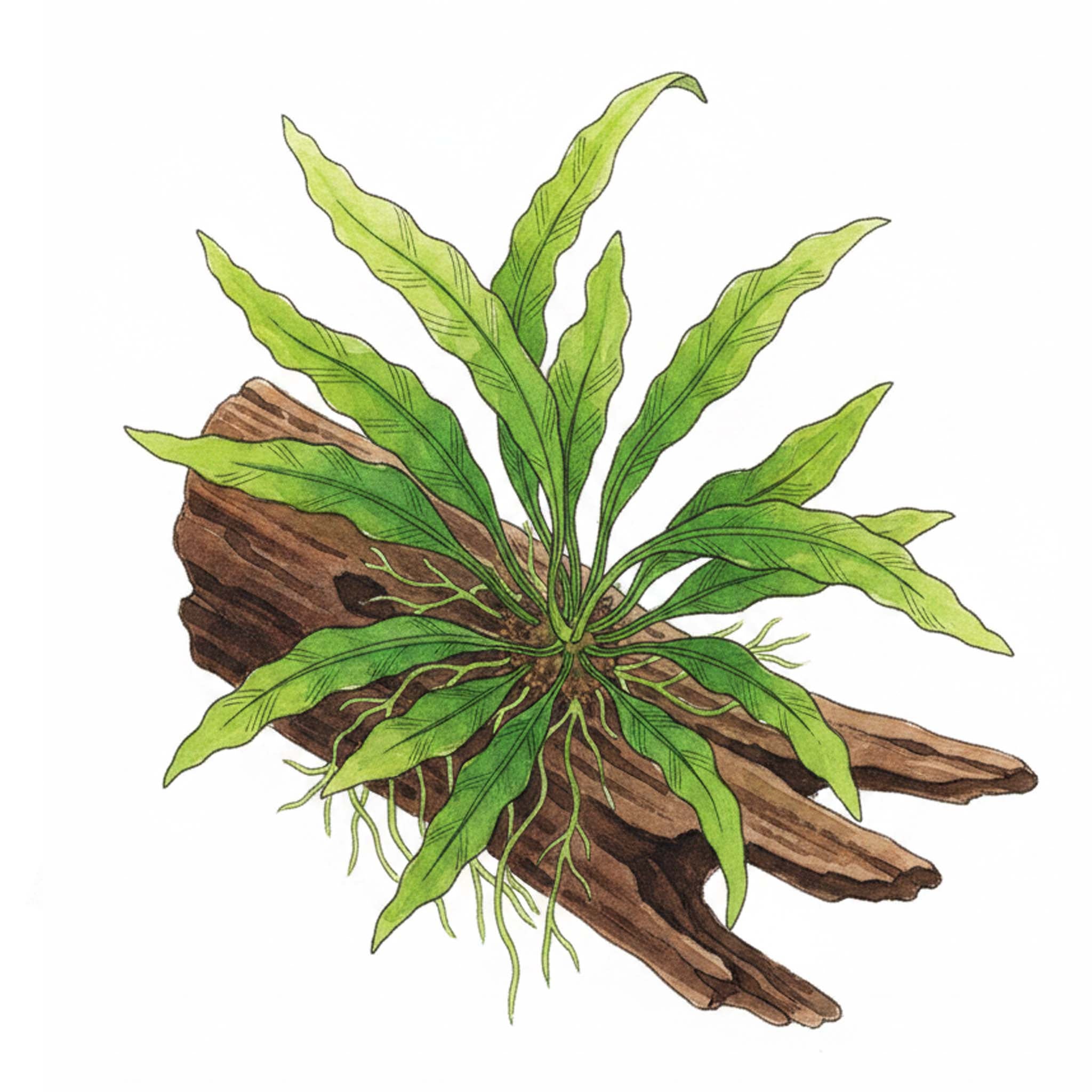 Microsorum pteropus 'Narrow'