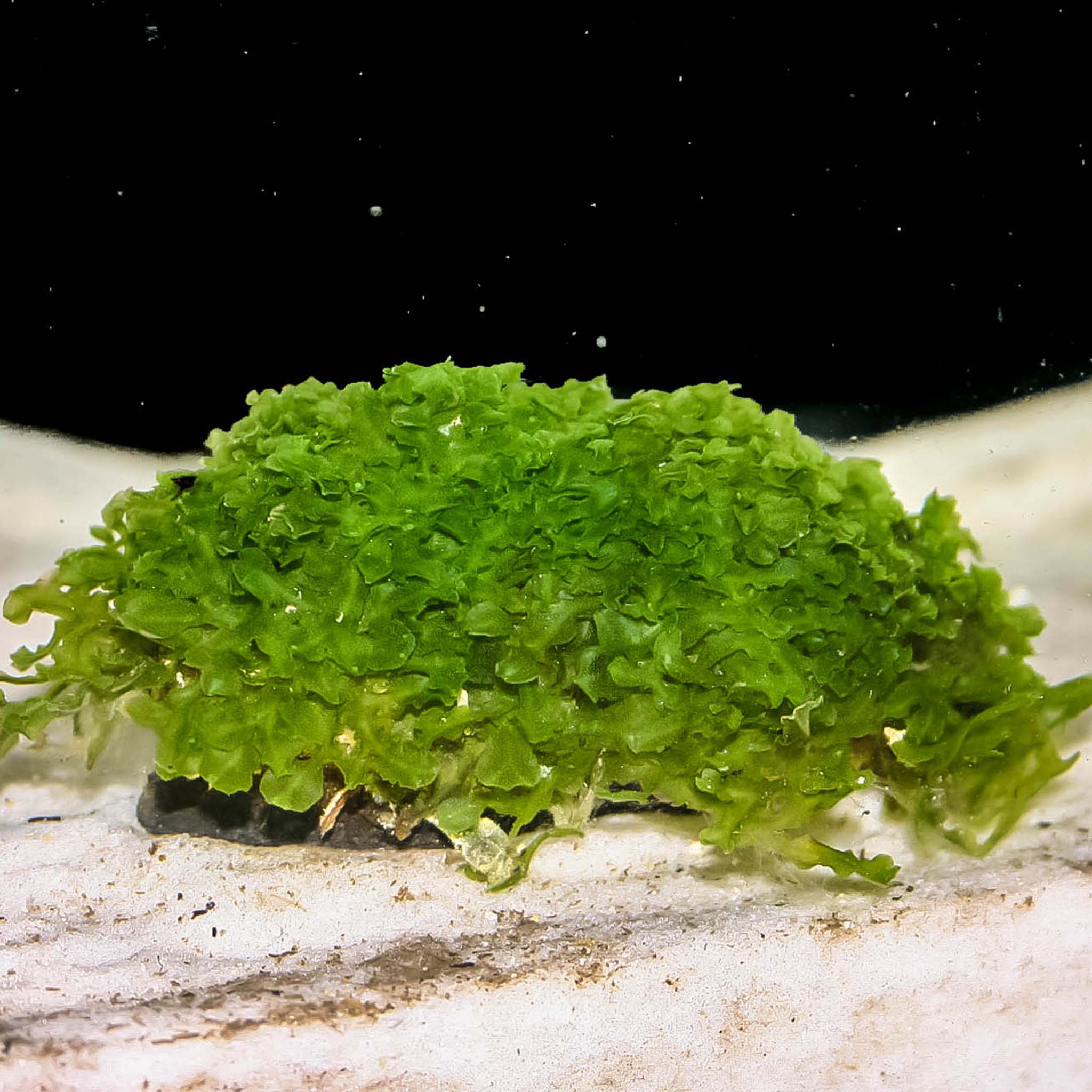 Monosolenium-tenerum-im-Aquarium