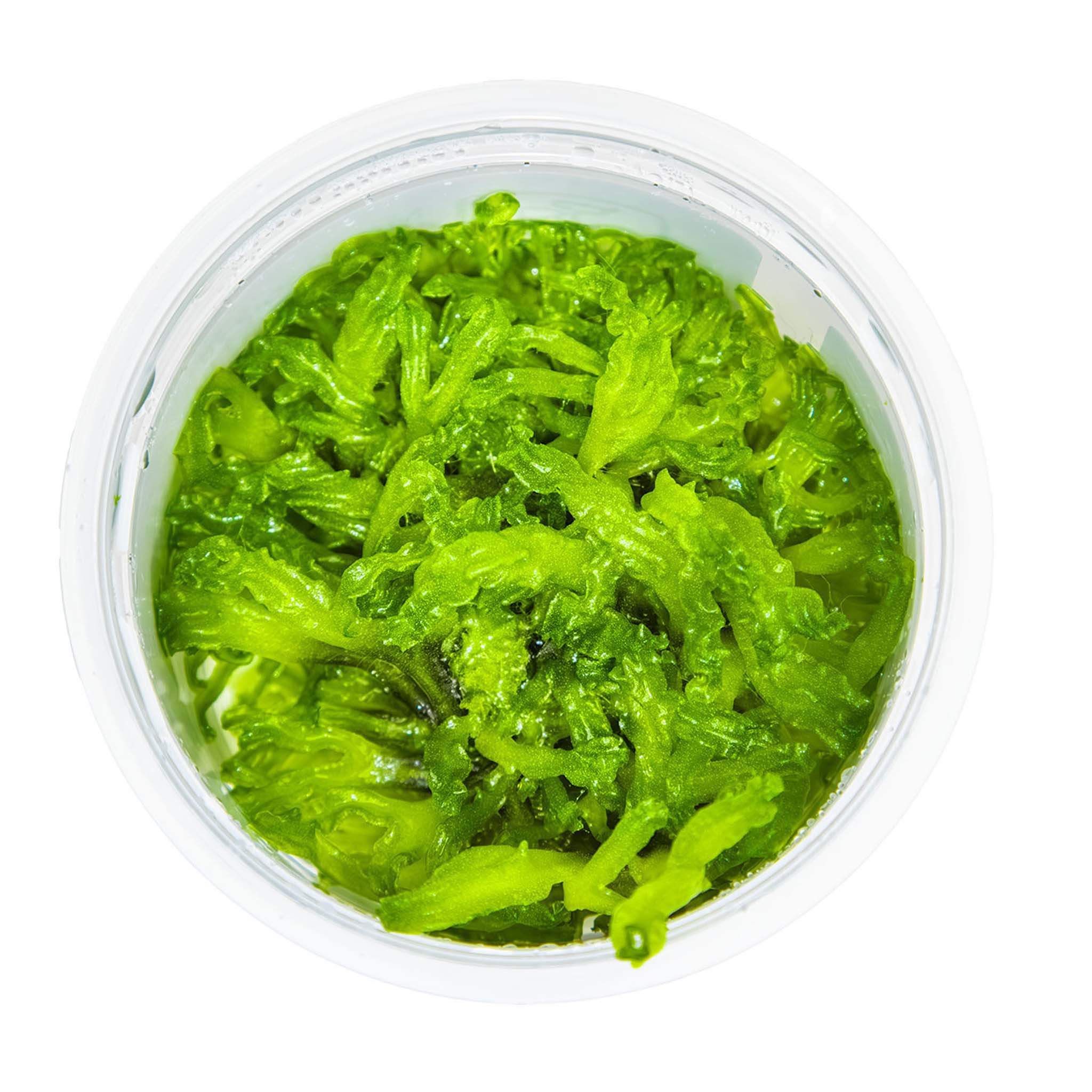 Monosolenium-tenerum-von-oben