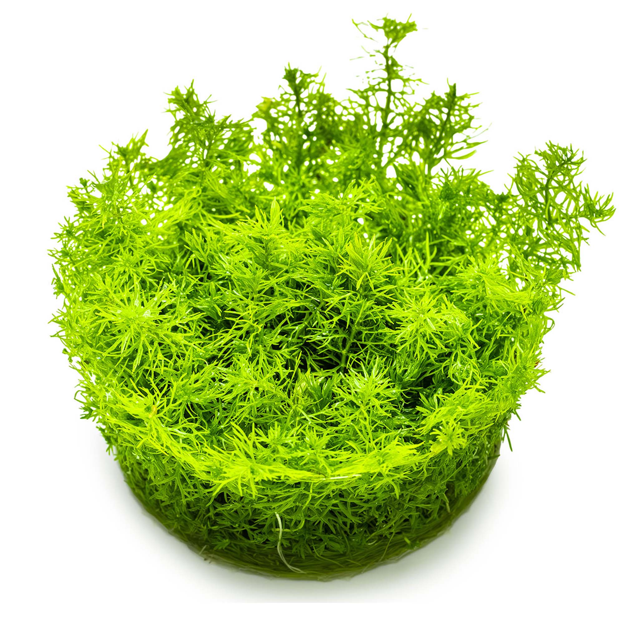 Myriophyllum-Guyana-ohne-Becher