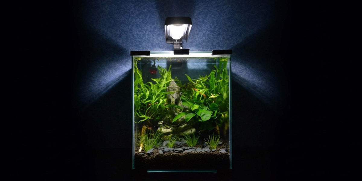Kleines Nano-Aquascape als idealer Einstieg in die Naturaquaristik
