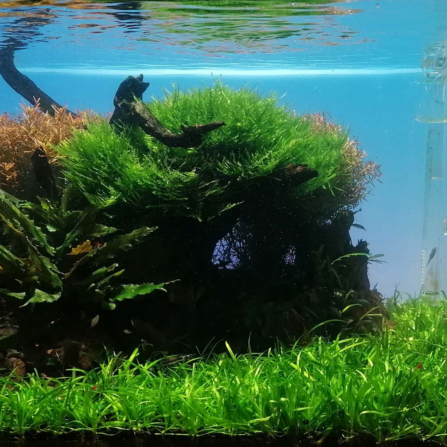 Aquarium-für-Anfaenger-Ryoboku-Style