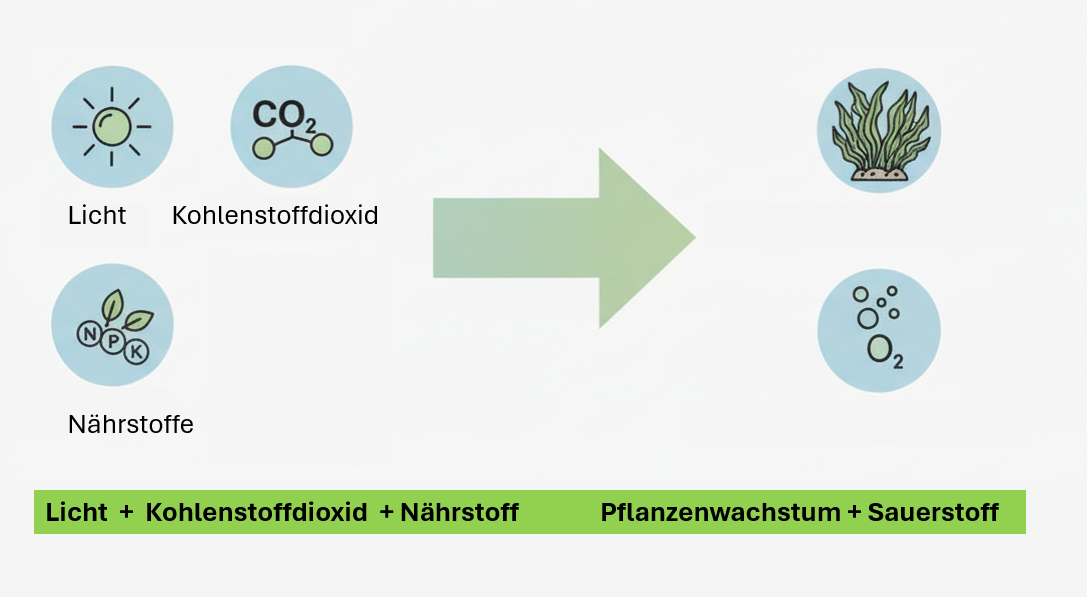 Der Zusammenhang zwischen Licht, Pflanzenwachstum und Algenkontrolle
