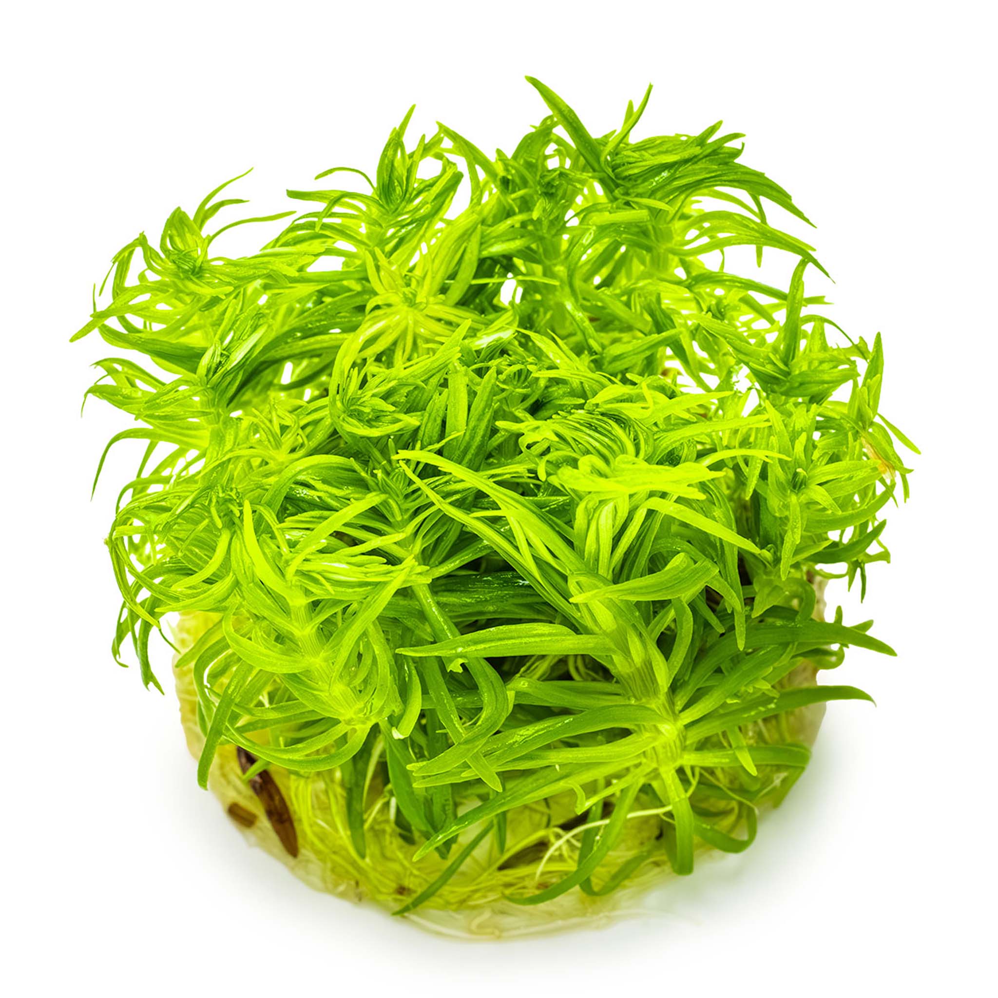 Pogostemon-deccanensis-ohne-Becher