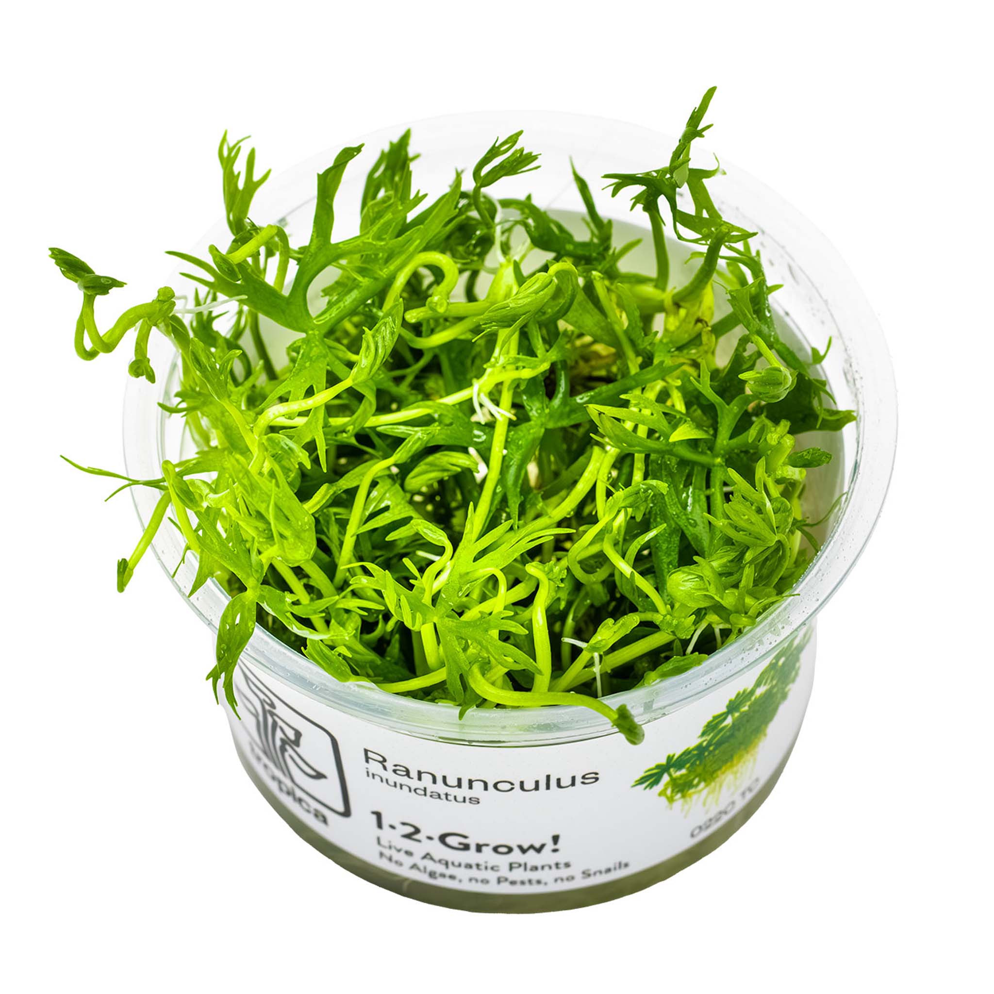 Ranunculus-inundatus-Wasserpflanze