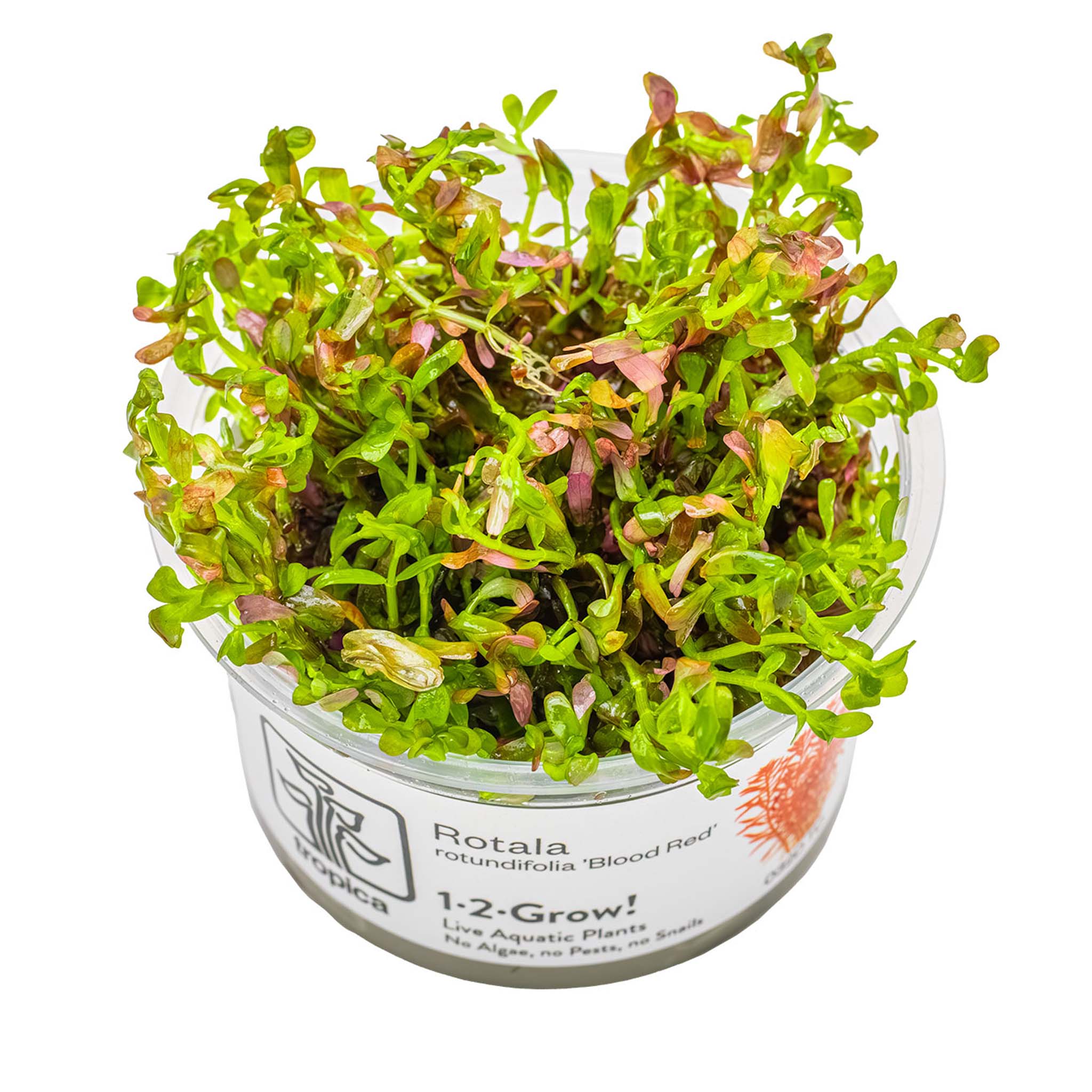 Rotala-rotundifolia-BloodRed-Wasserpflanze