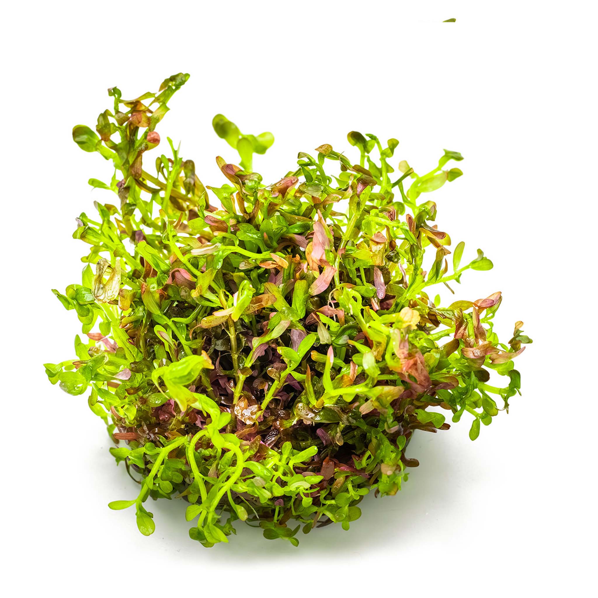 Rotala-rotundifolia-BloodRed-ohne-Topf
