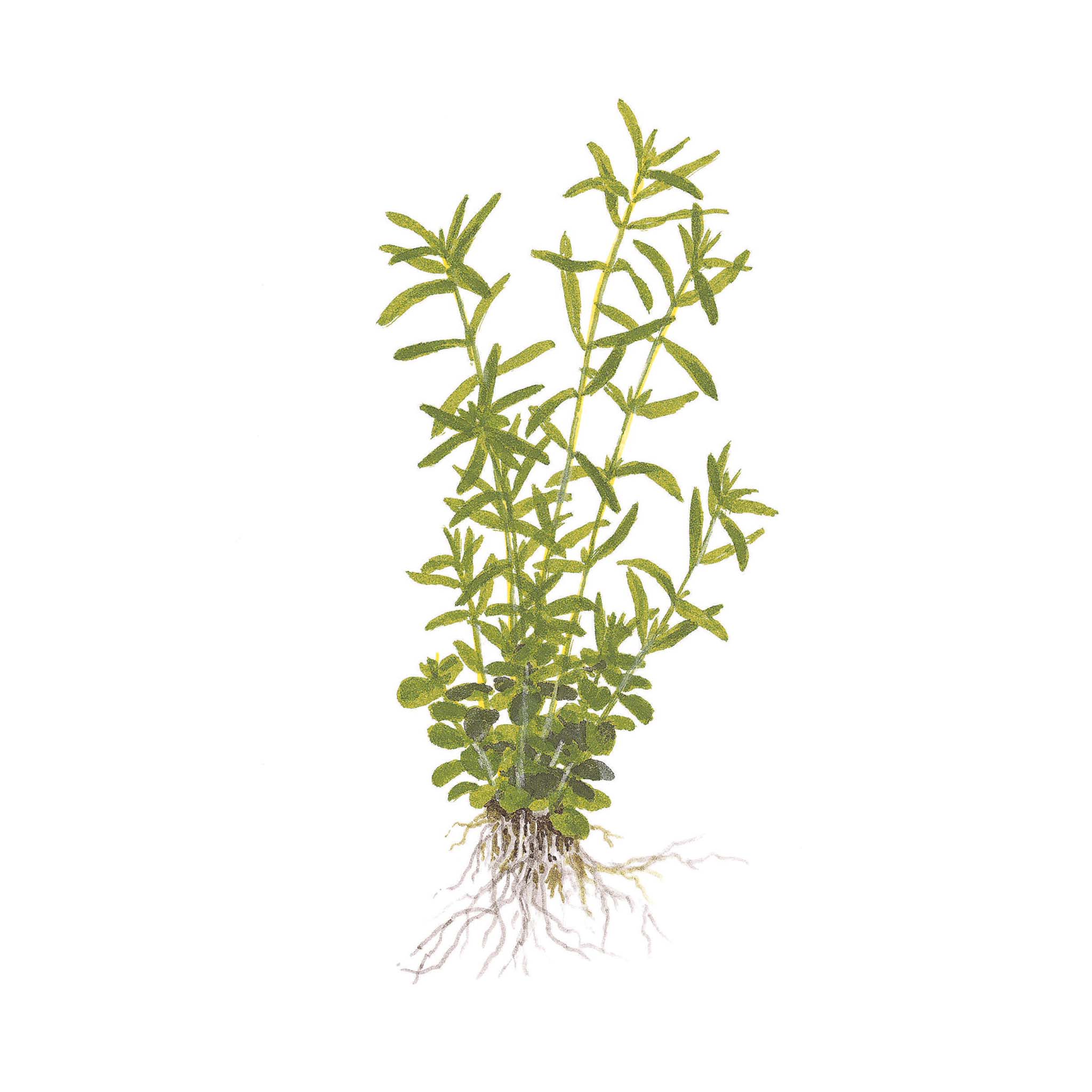 Rotala-rotundifolia-Green-Zeichnung