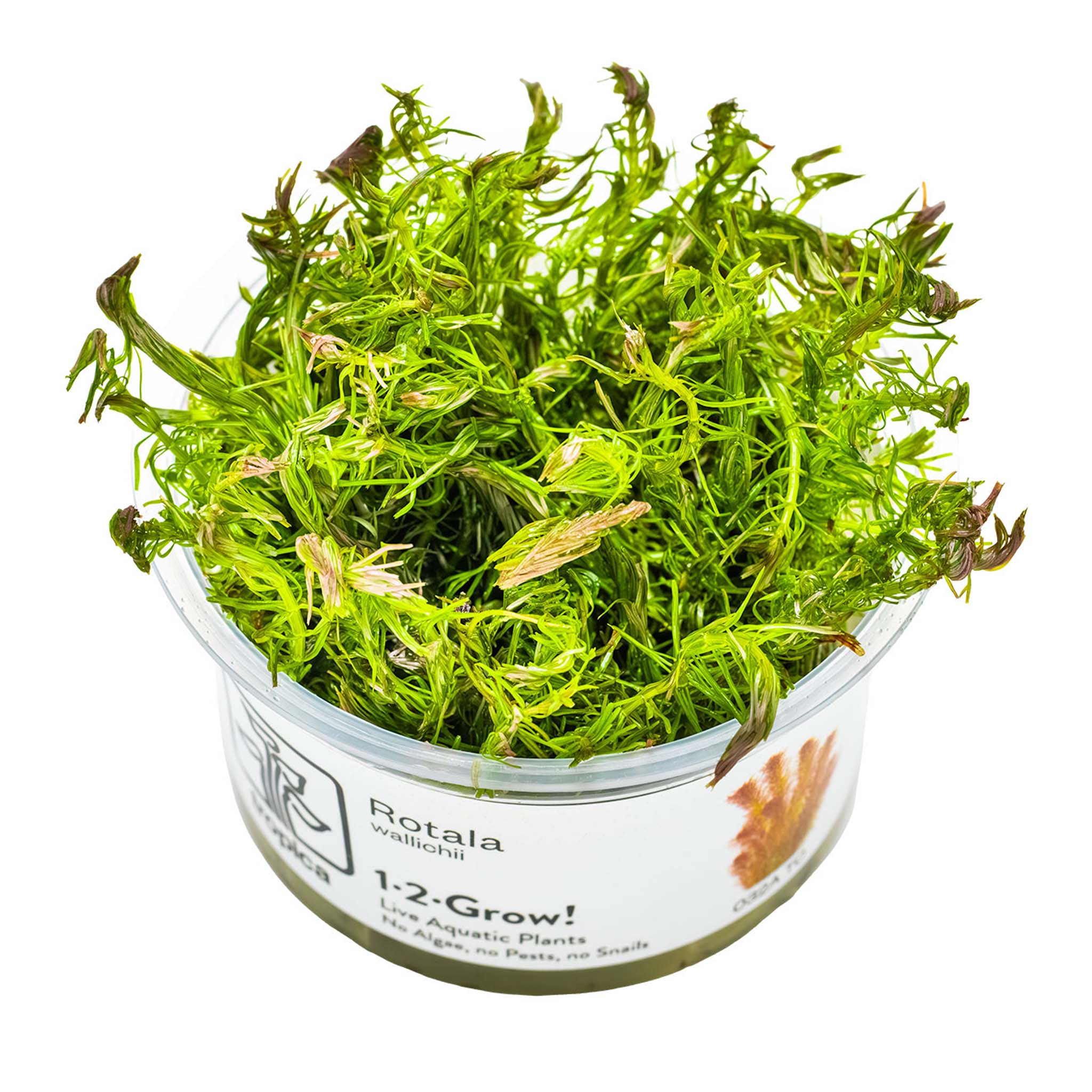 Rotala-wallichii-Wasserpflanze