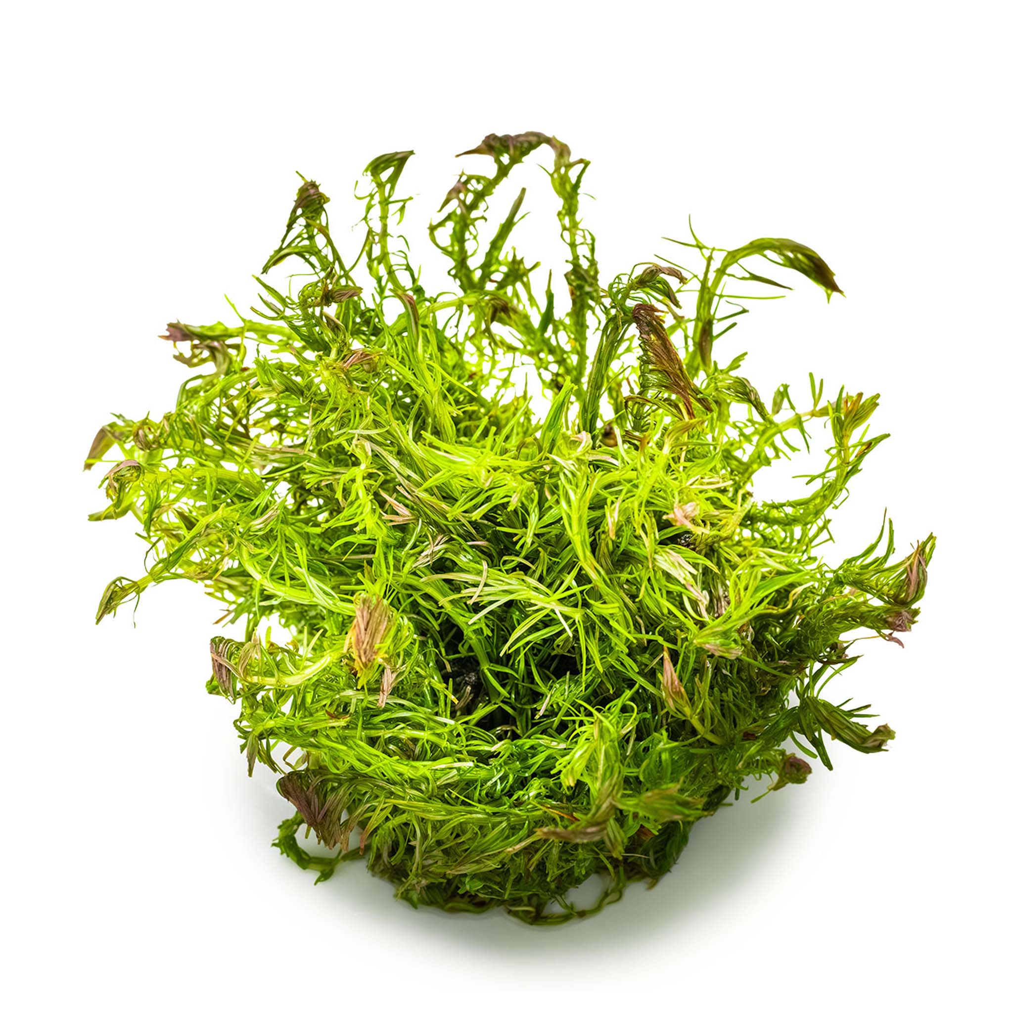 Rotala-wallichii-ohne-Topf