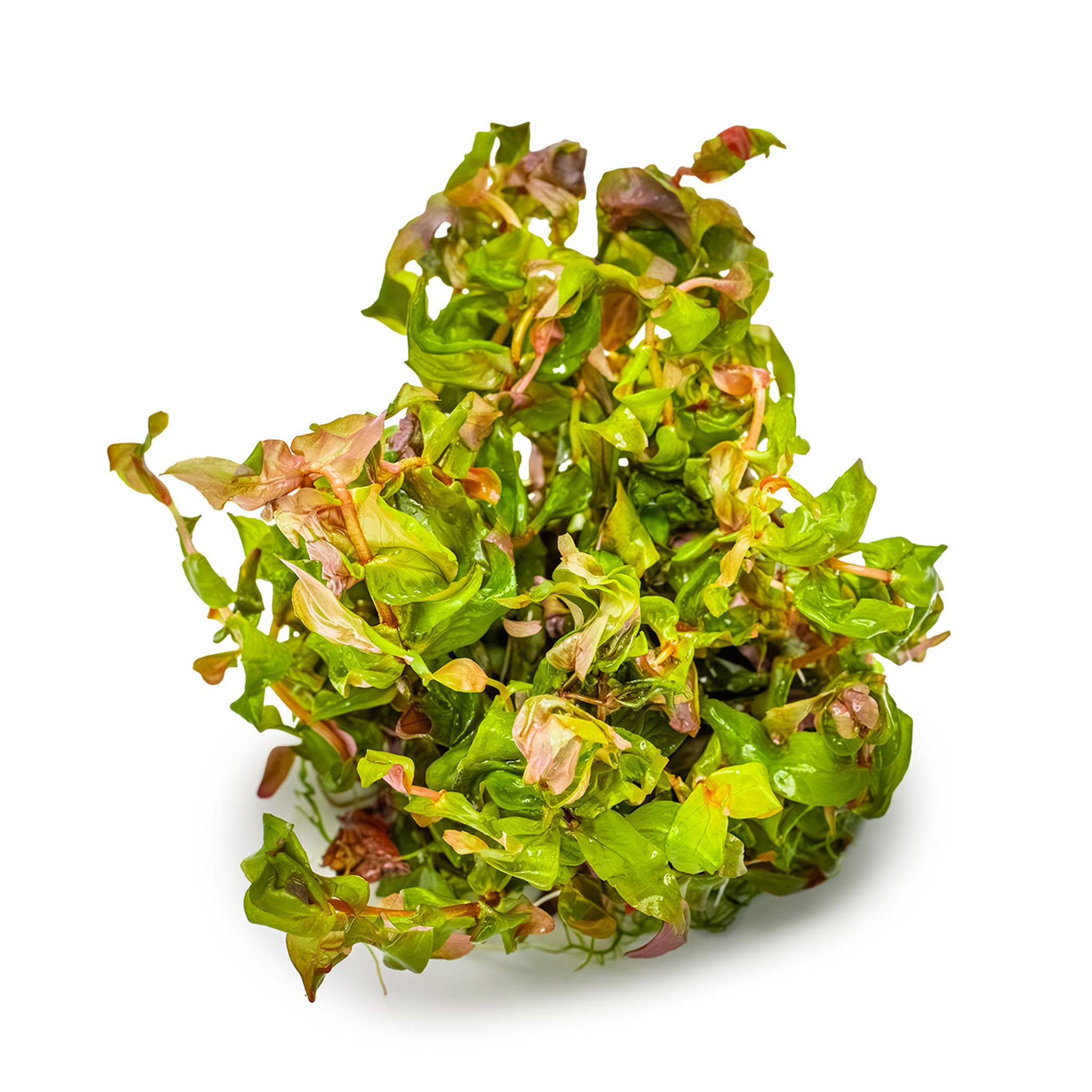 Rotala macrandra Wasserpflanze