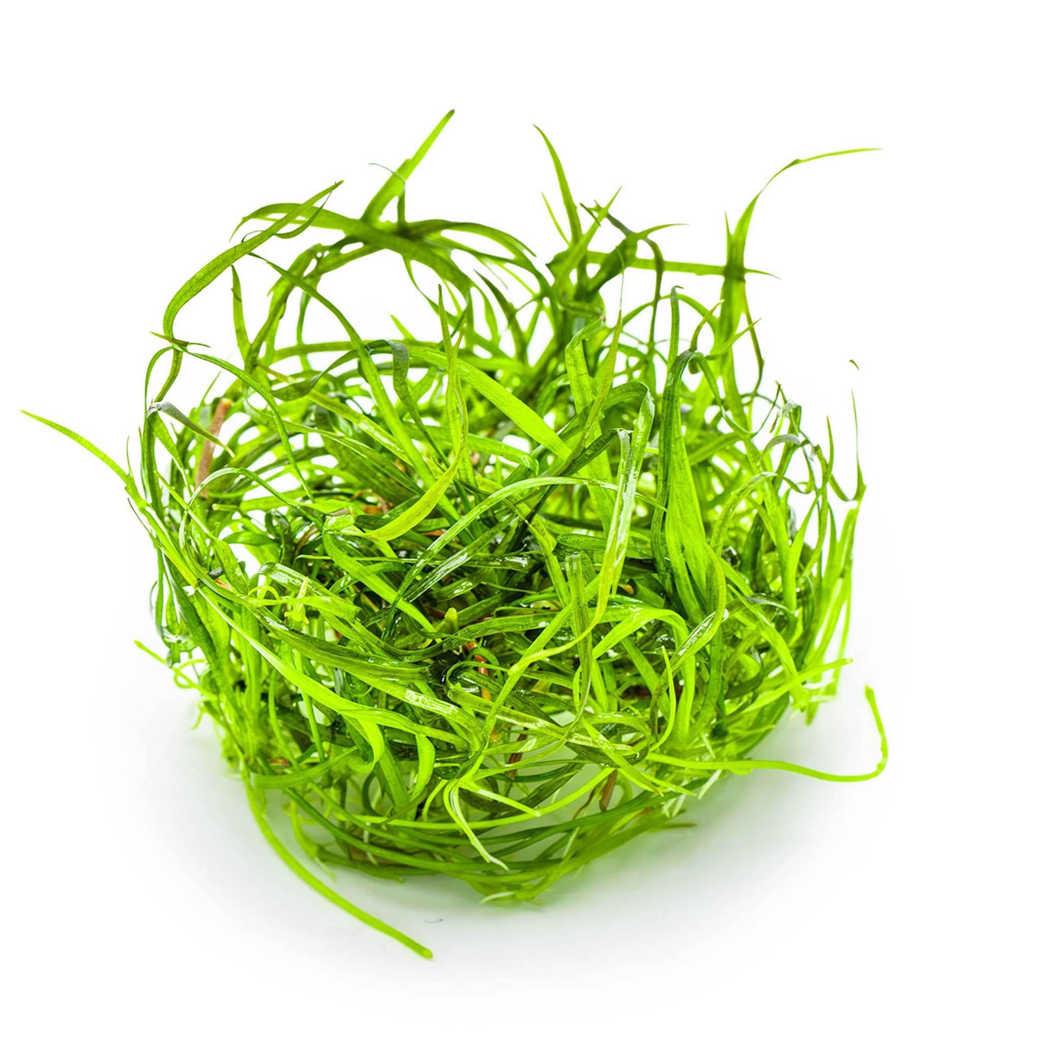 Sagittaria subulata Needle Leaf Wasserpflanze