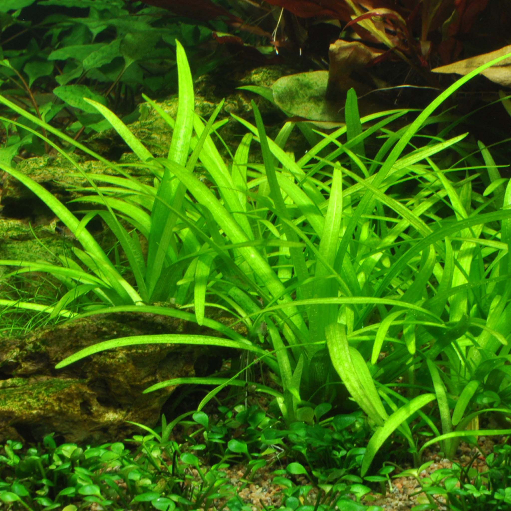 Sagittaria-subulata-im_aquarium