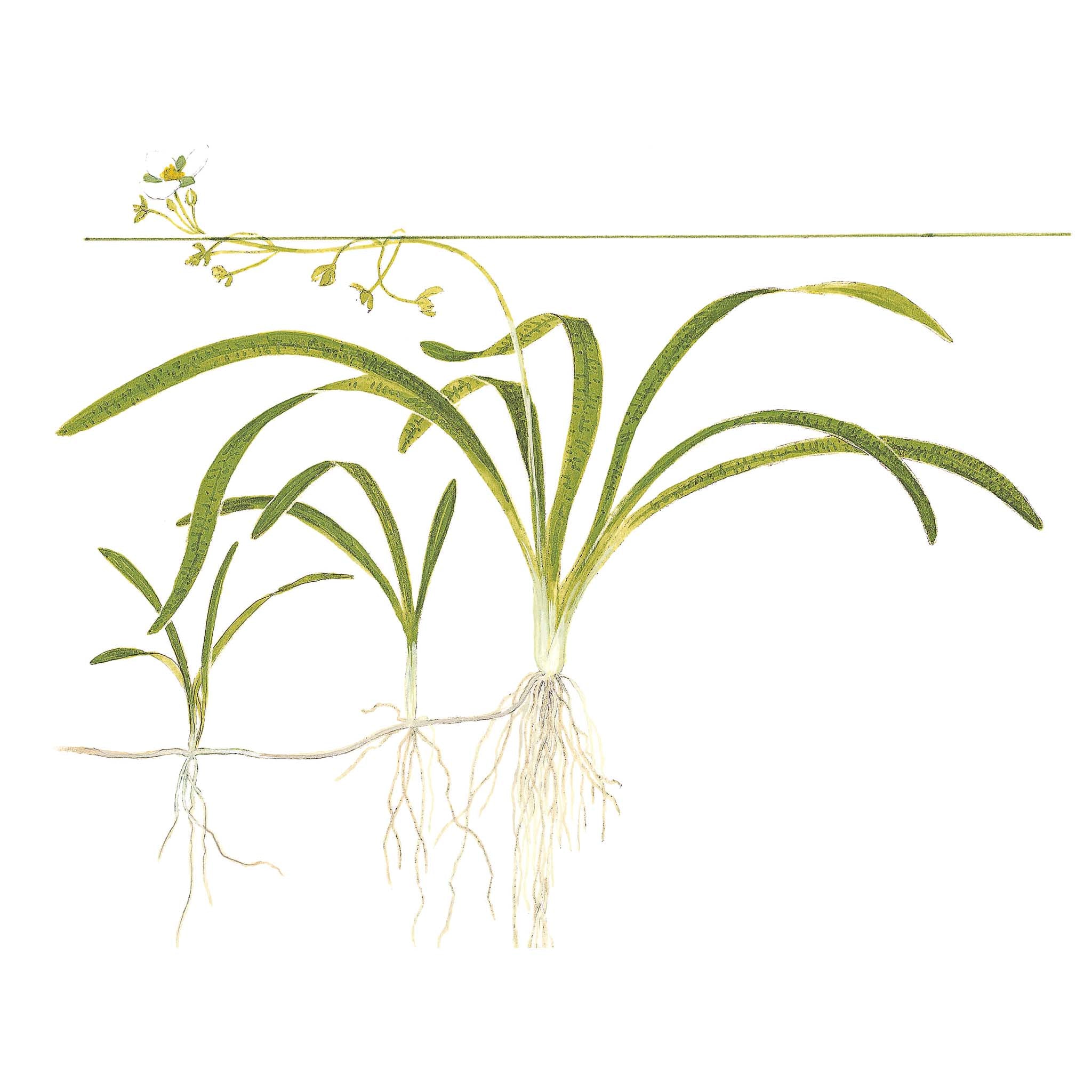 Sagittaria-subulata-zeichnung
