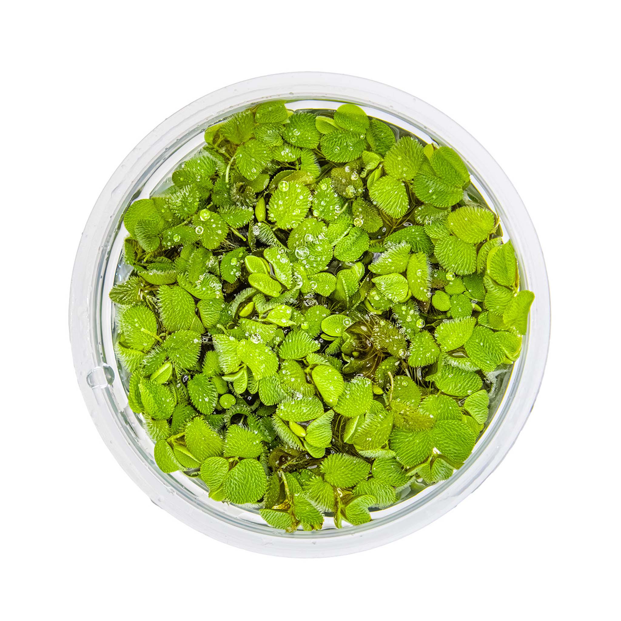 Salvinia-minima-von-oben