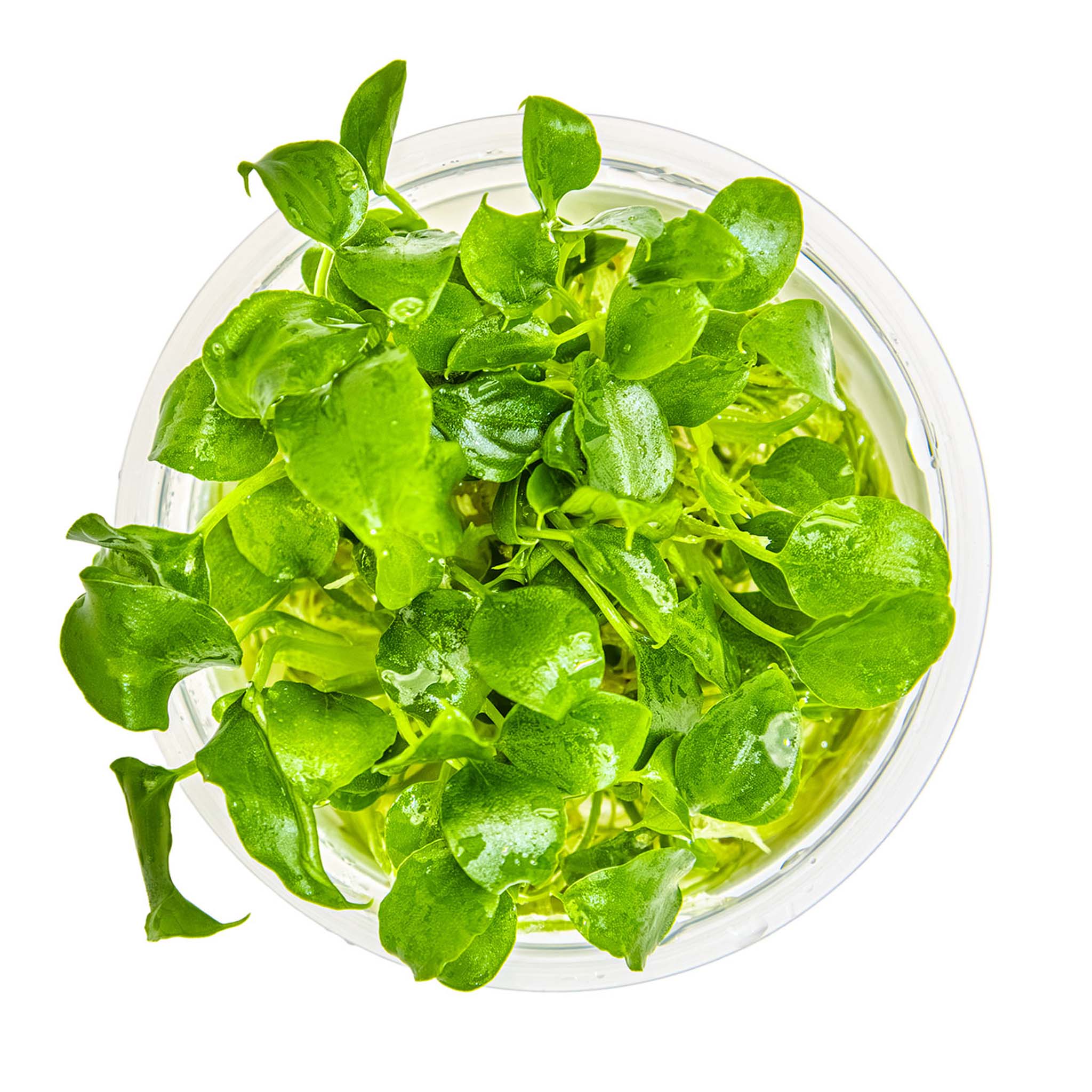 Schismatoglottis-prietoi-von-oben