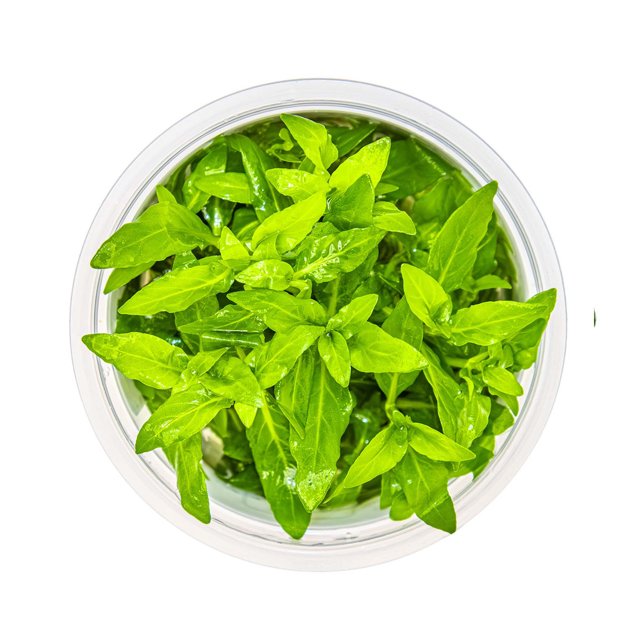 Staurogynerepens-von-oben