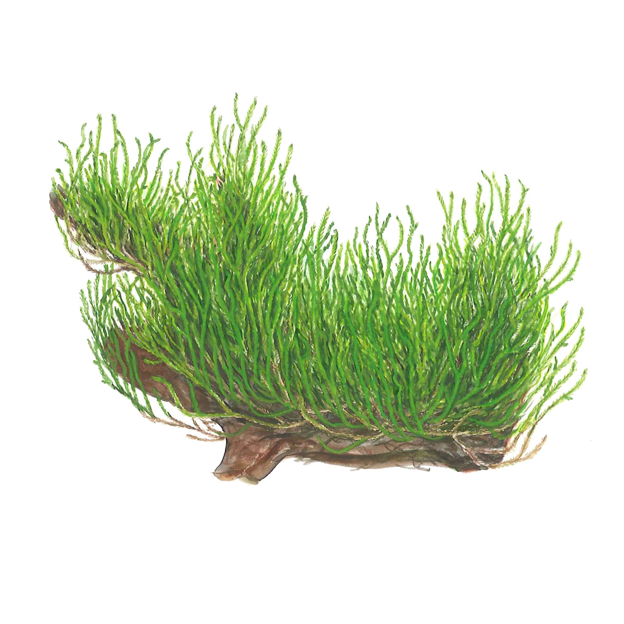 Taxiphyllum-Flame-Moos-Zeichnung
