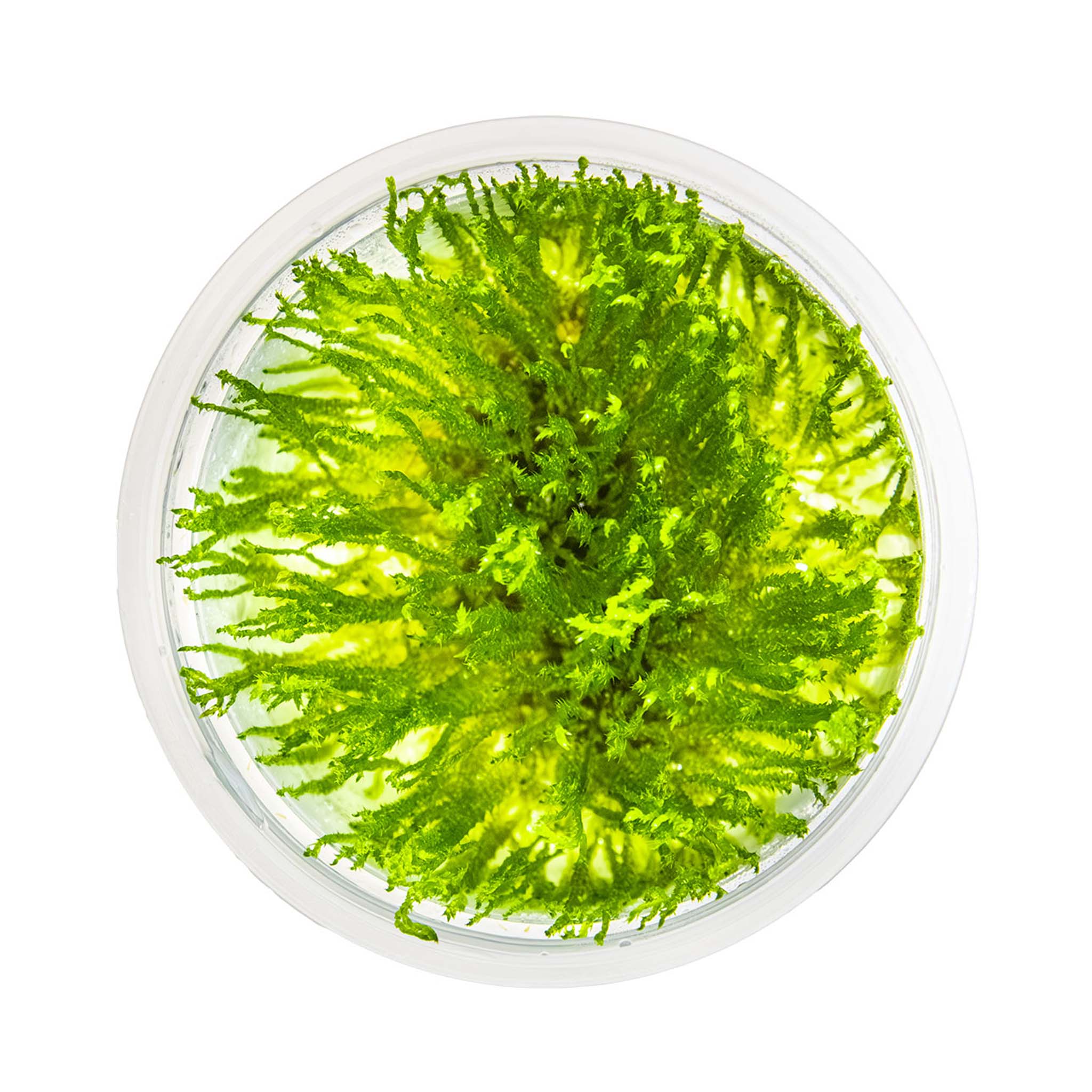 Taxiphyllum-Spiky-Moos-von-oben